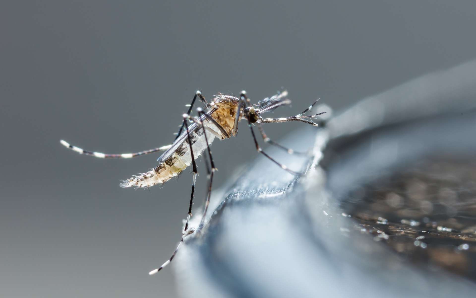 Dengue : un record de cas autochtones en France métropolitaine