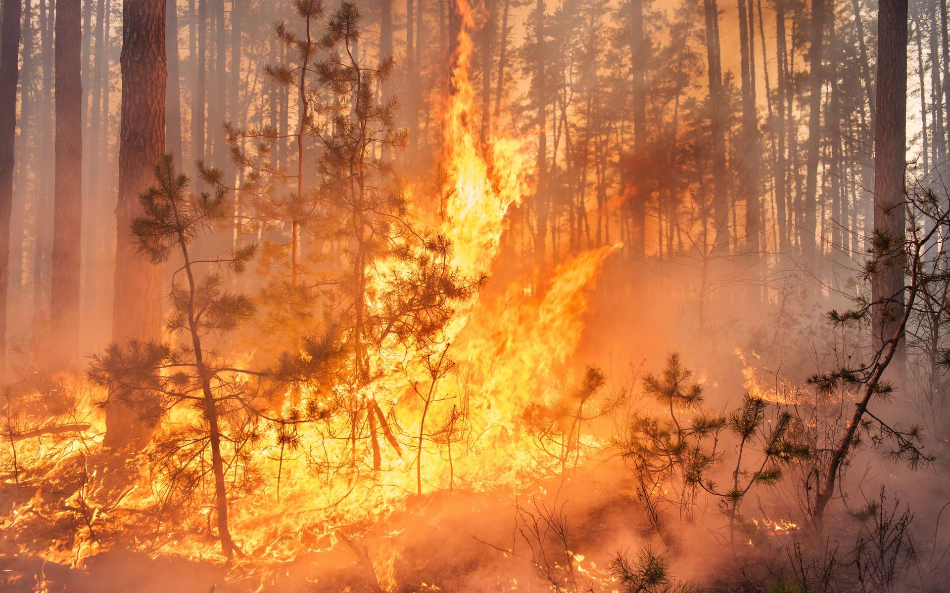 Depuis plusieurs jours, la belle forêt des Landes est la proie des flammes. Les pompiers mettent en œuvre tous les moyens dont ils disposent pour la sauver. © gilitukha, Adobe Stock
