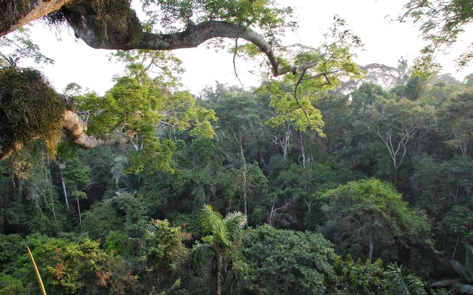 L'Amazonie échappera-t-elle à son point de basculement ?