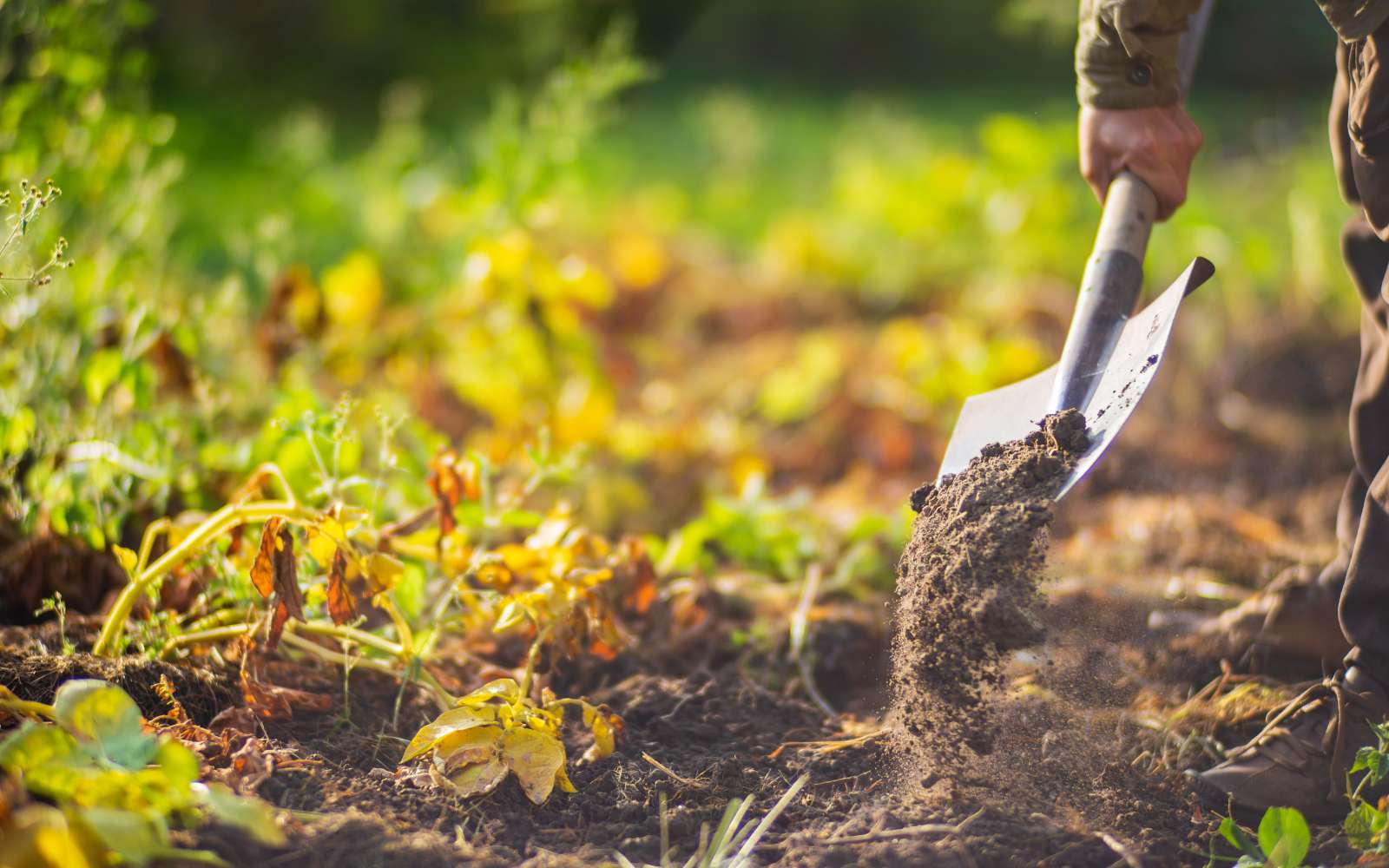 Ces tâches à faire absolument au potager à la fin septembre