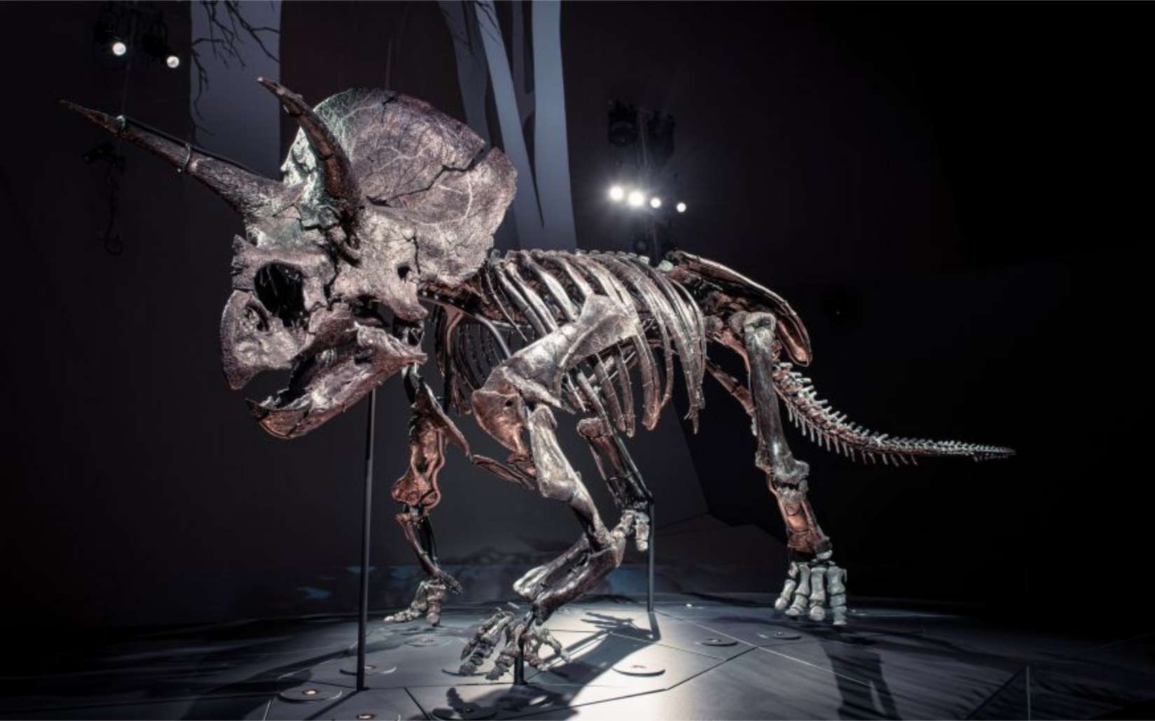 « Horridus » est le squelette de Triceratops le plus complet au monde et il est exposé en Australie. © Museums Victoria