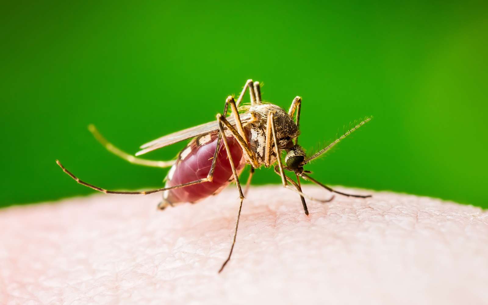 Un médicament coupe-faim ciblant le récepteur NPY efficace chez le moustique. © nechaevkon, Fotolia