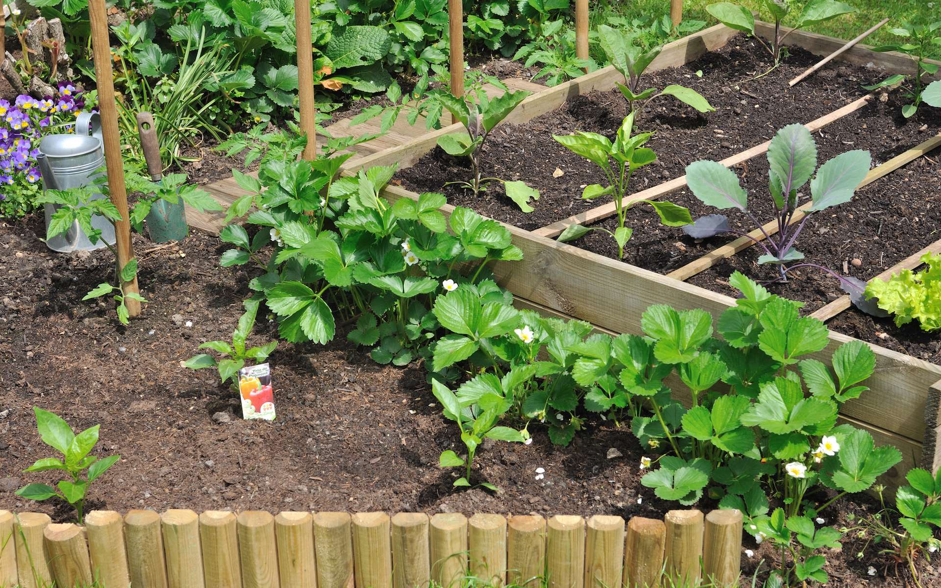 Les secrets d'un potager sans chimie : ce site pourrait bien changer votre façon de jardiner