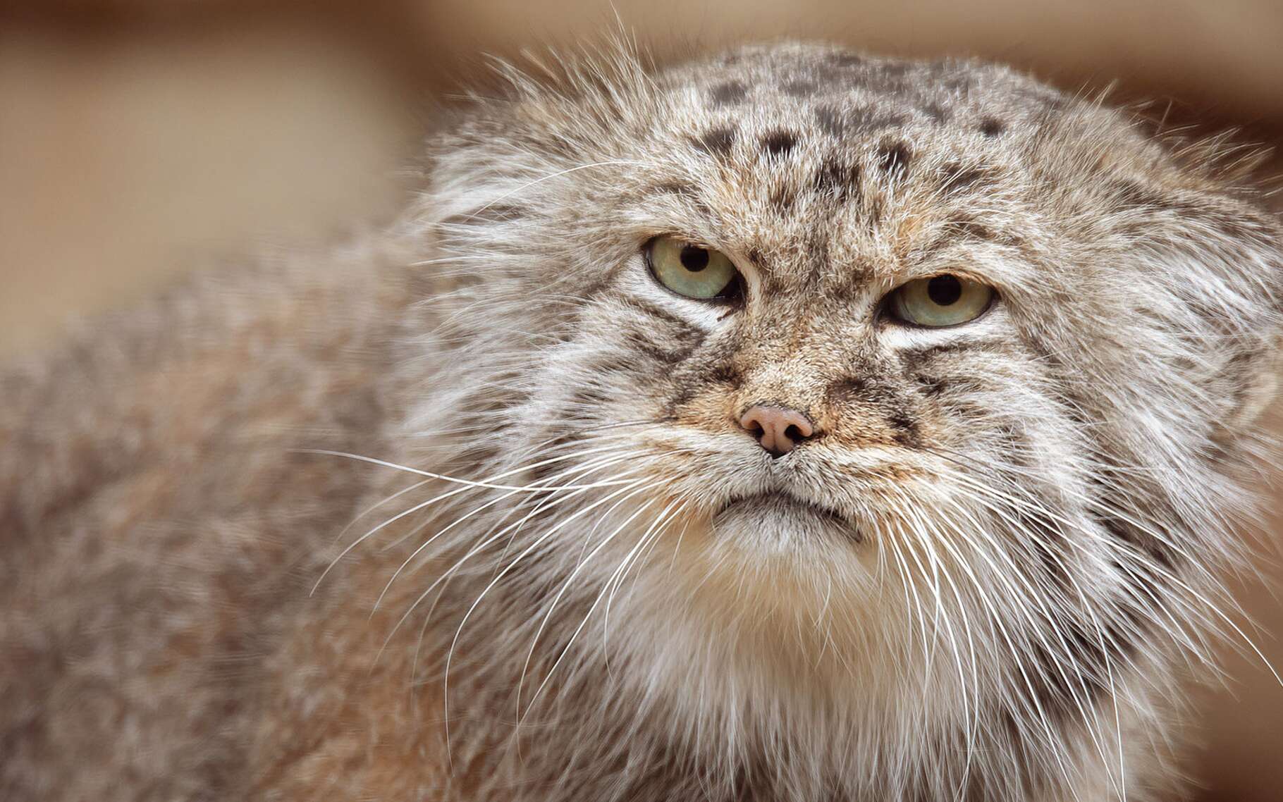 Photos 12 Petits Felins Que Vous Ne Connaissez Peut Etre Pas