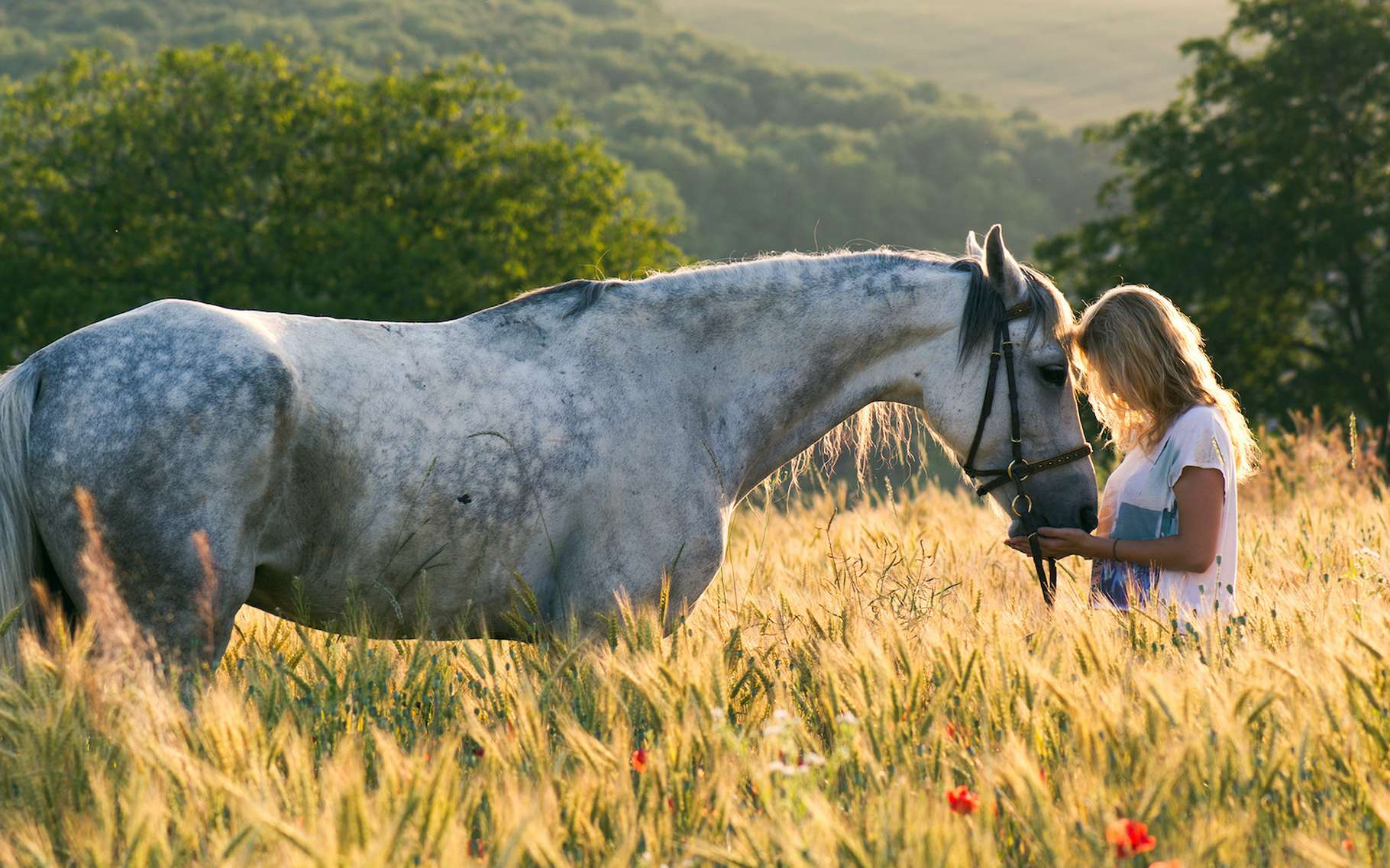 Bêtes de science : connaissez-vous la drôle d'histoire du cheval savant ?