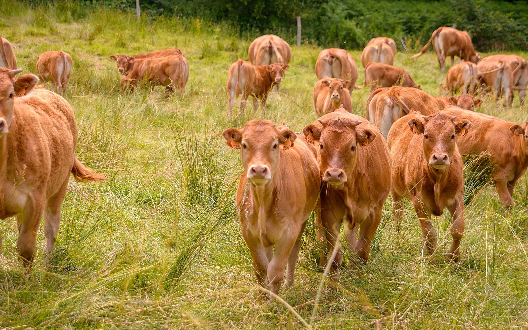 caracteristiques de la vache limousine poids tailles et selections dossier