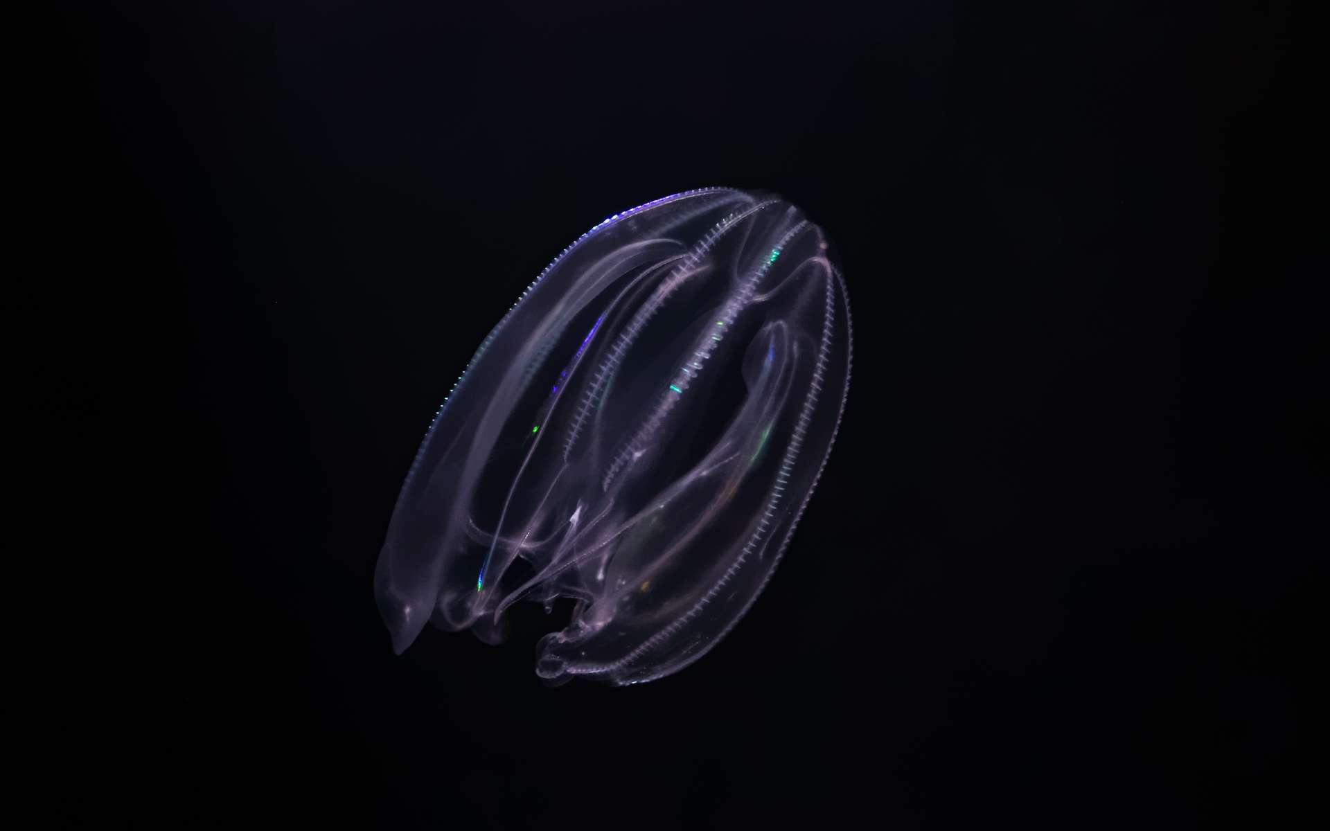 Les cténophores ne font pas partie de la famille des méduses. © Jerome, Adobe Stock
