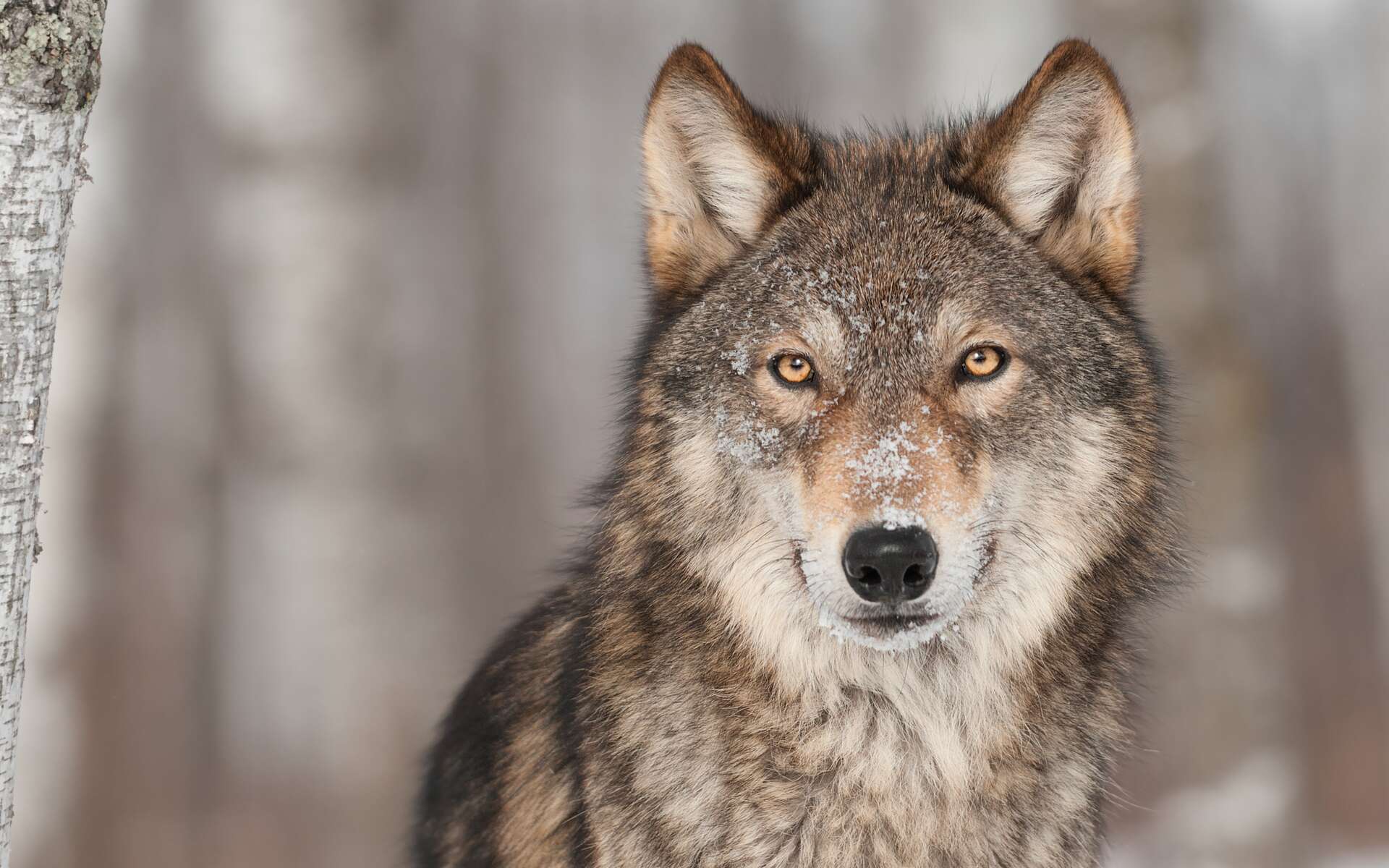 Il y a de plus en plus de loups en France, et pourquoi c'est une bonne nouvelle