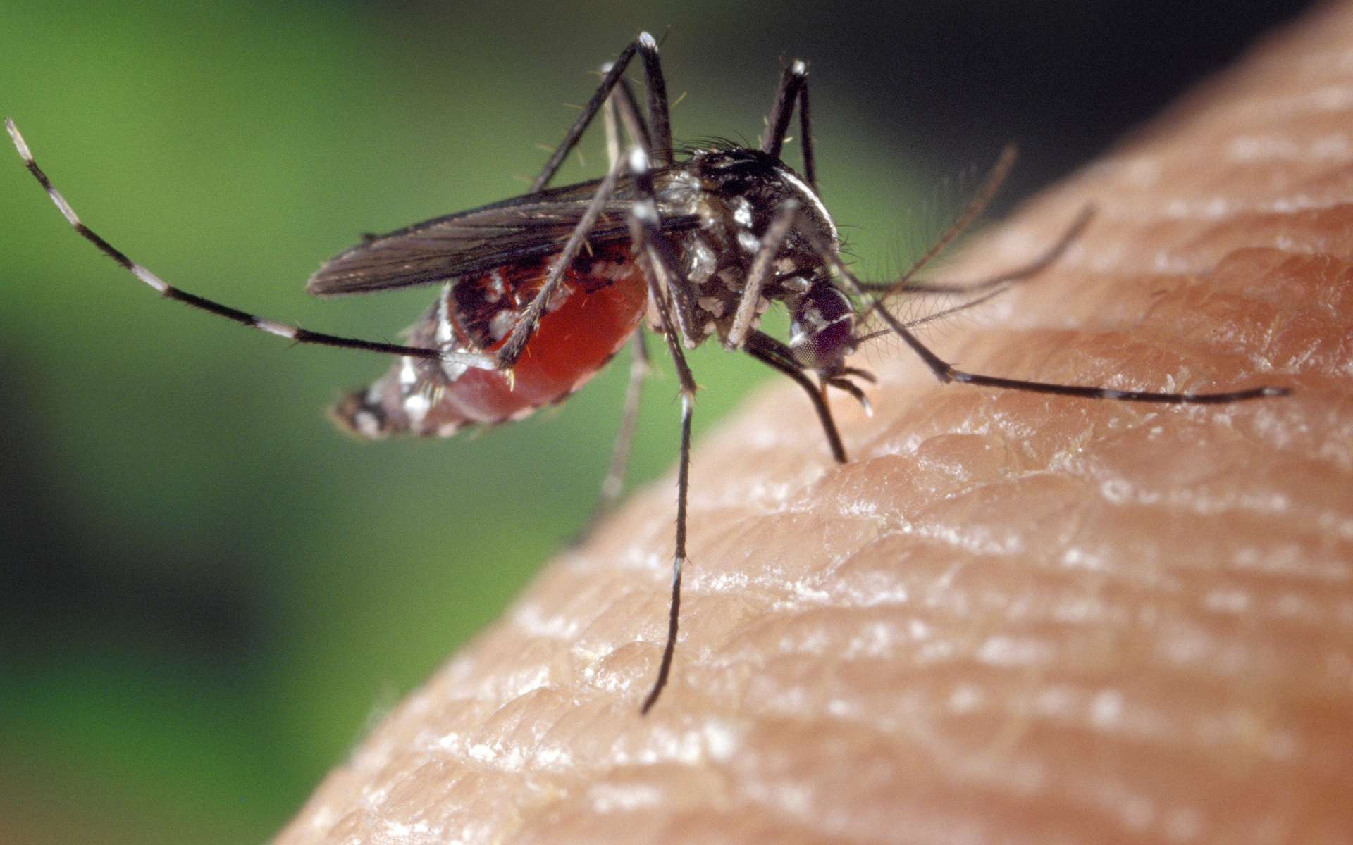 Le moustique-tigre (Aedes albopictus) présent dans le Var serait responsable de la première contamination du chikungunya en France métropolitaine. © James Gathany - Centers for Disease Control and Prevention (domaine public)