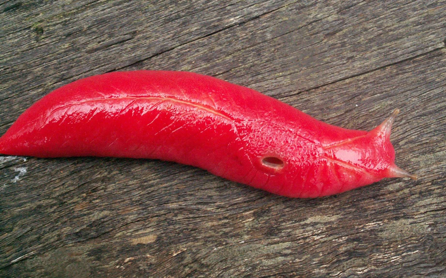 Étrangeté du vivant : cette limace rose a survécu aux incendies en Australie