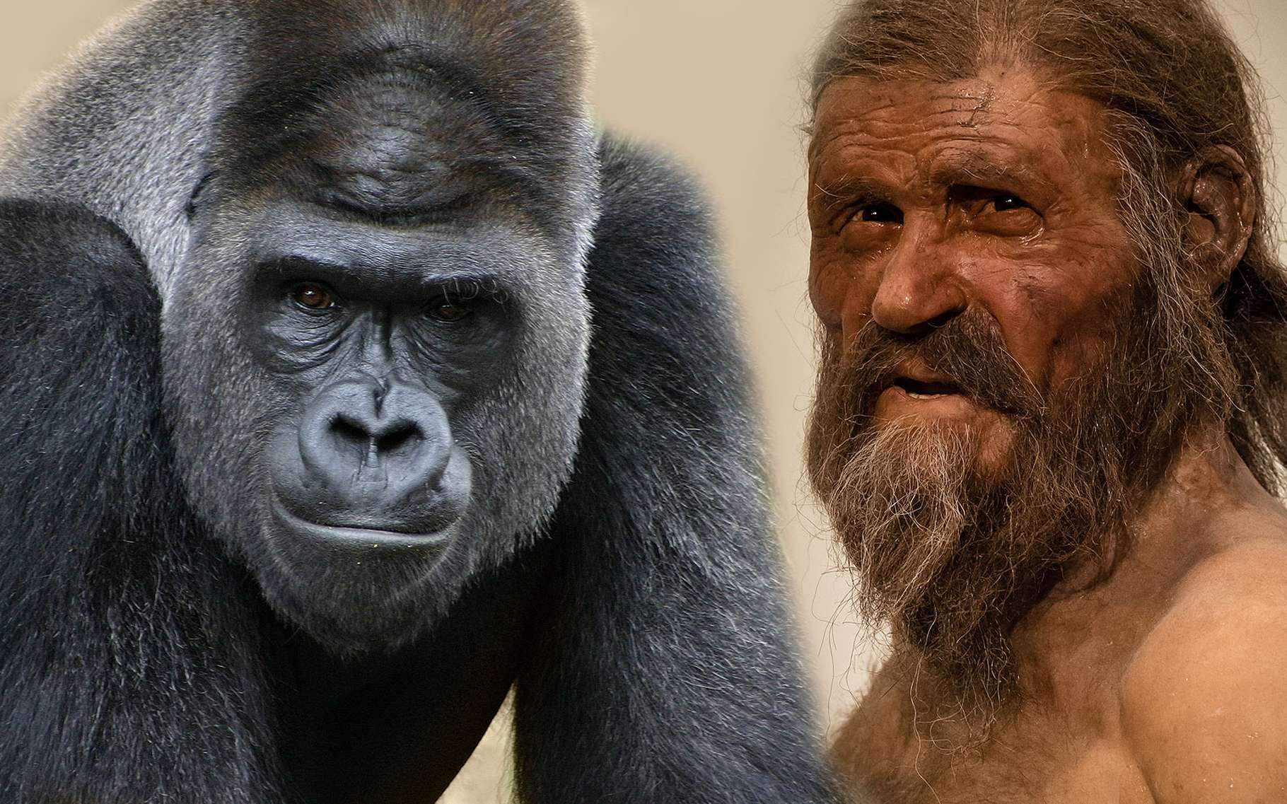 L'homme Lapin Et L'homme Tigre Scan Vf pdfprof.com