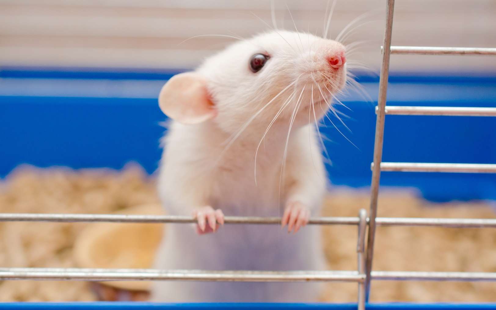 Tests Sur Les Animaux Bientôt Un Rat De Laboratoire Virtuel