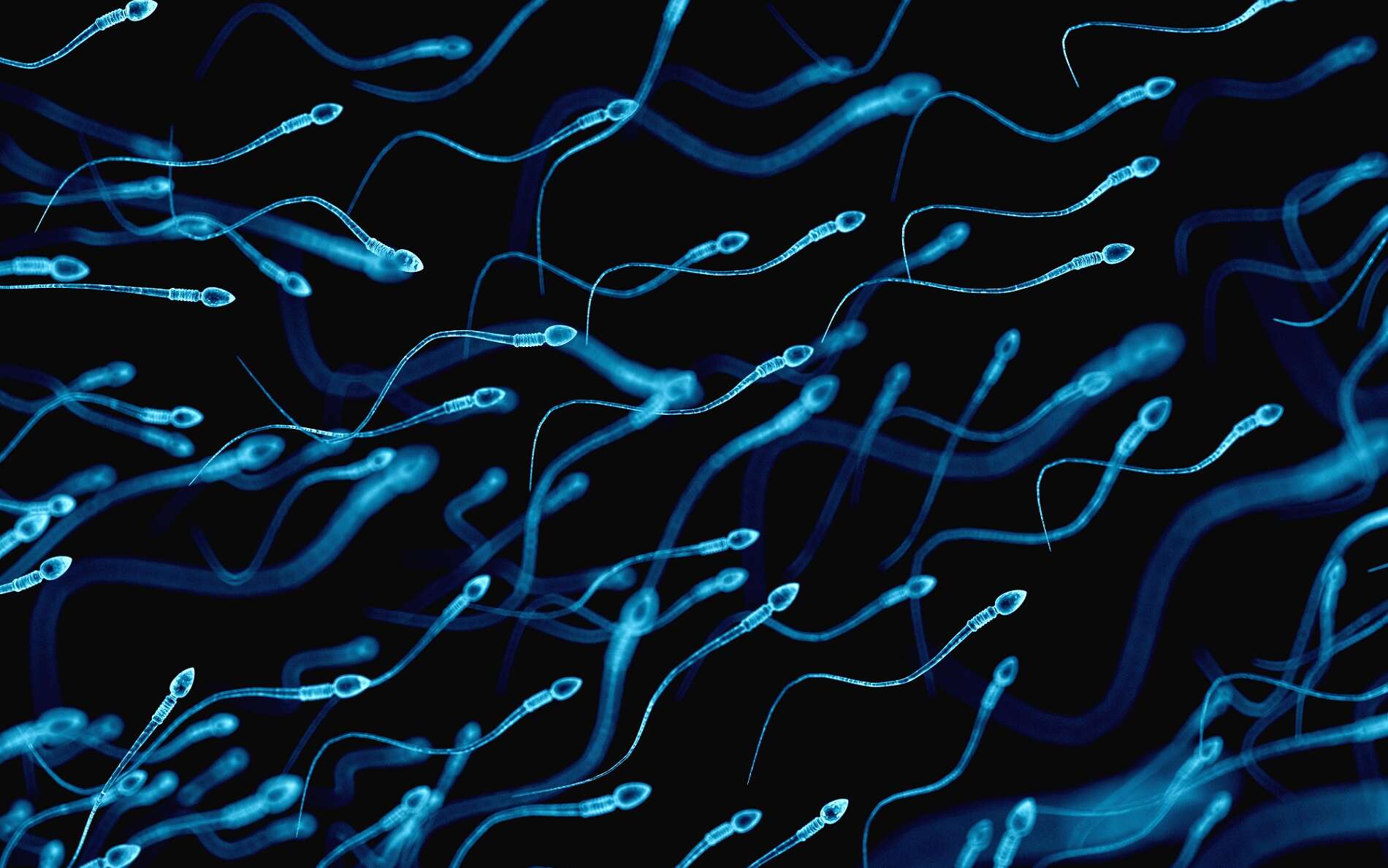 Les spermatides sont les cellules qui se différencient en spermatozoïdes. © Sebastian Kaulitzki, Shutterstock