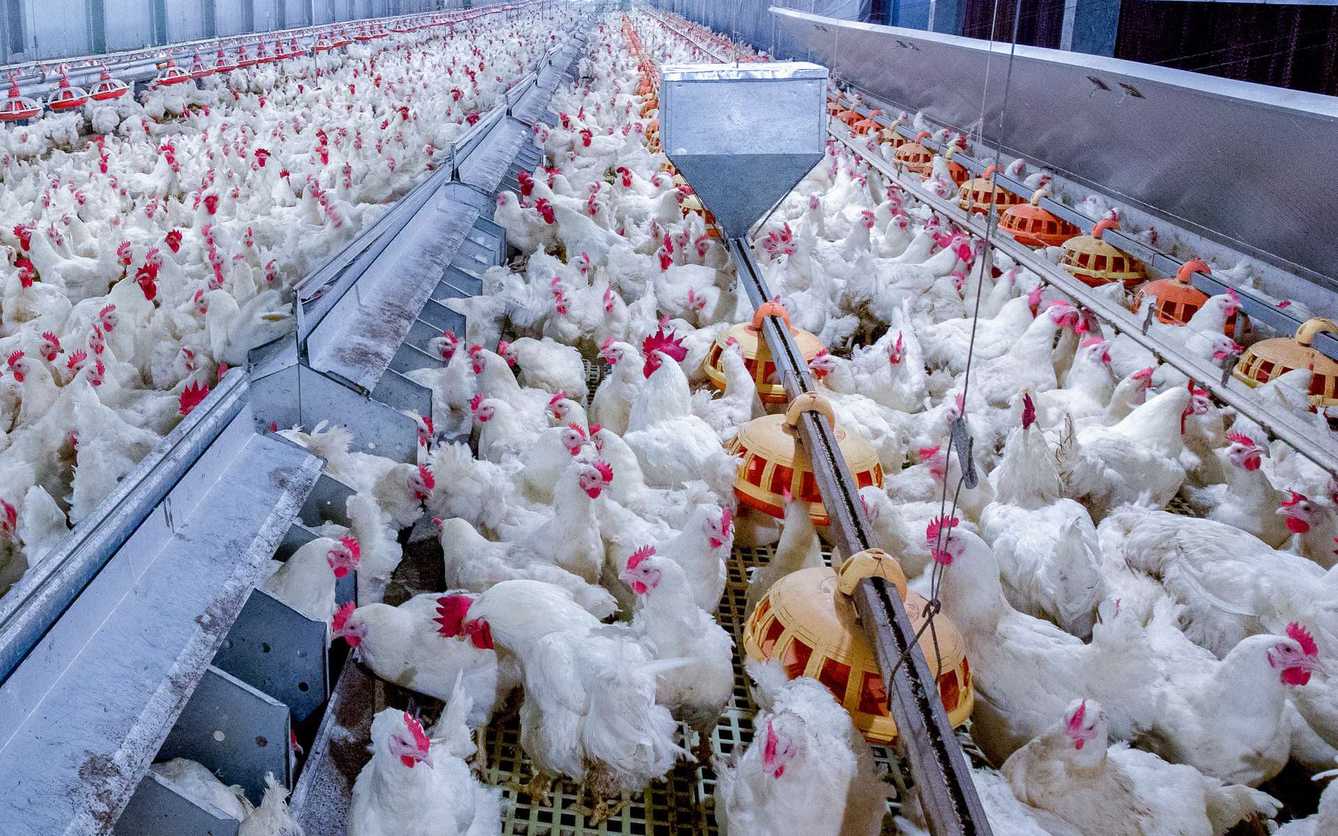Premier cas humain de grippe aviaire H3N8 en Chine
