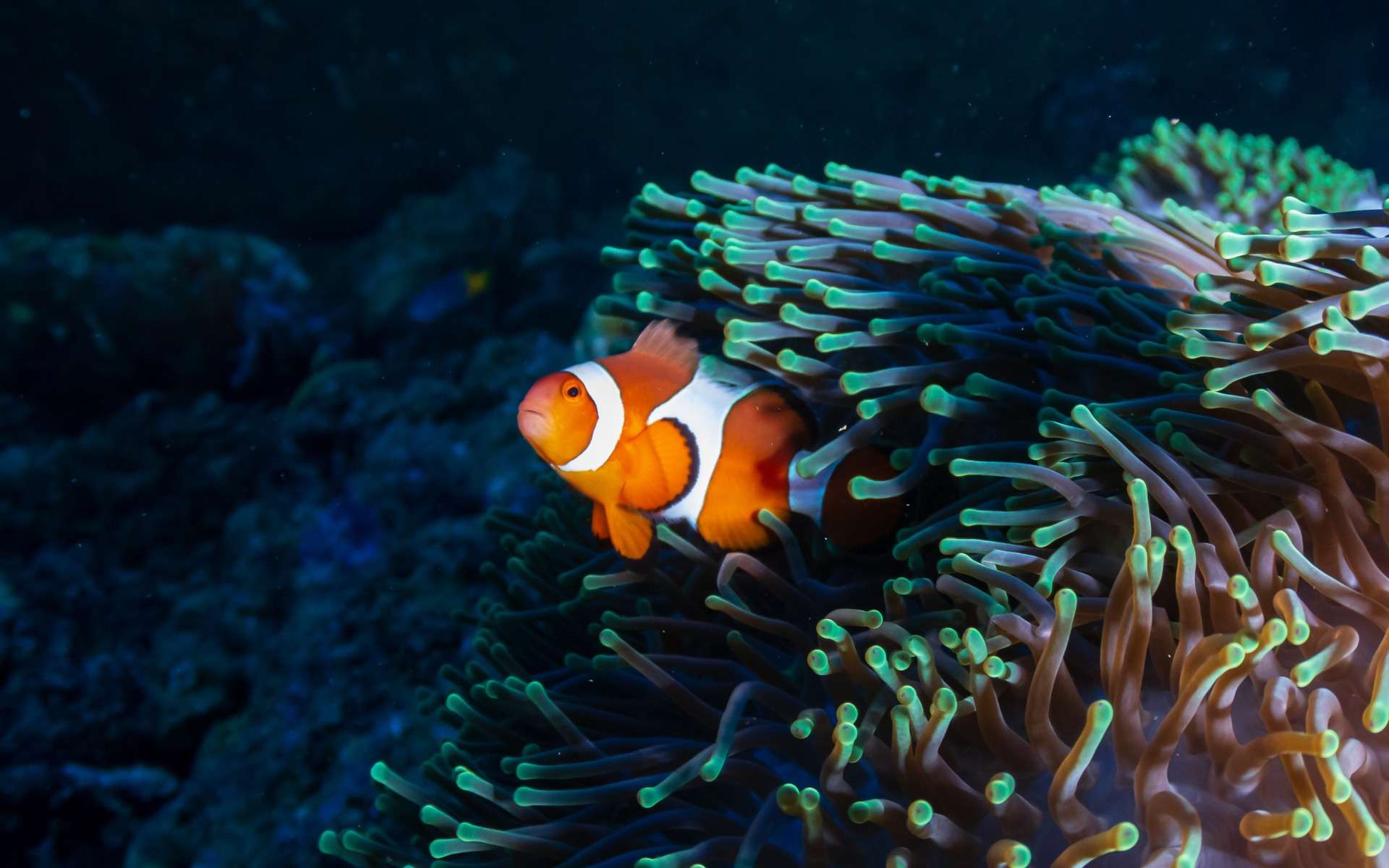 Poisson Clown Adieu à Nemo Qui Na Pas La Capacité