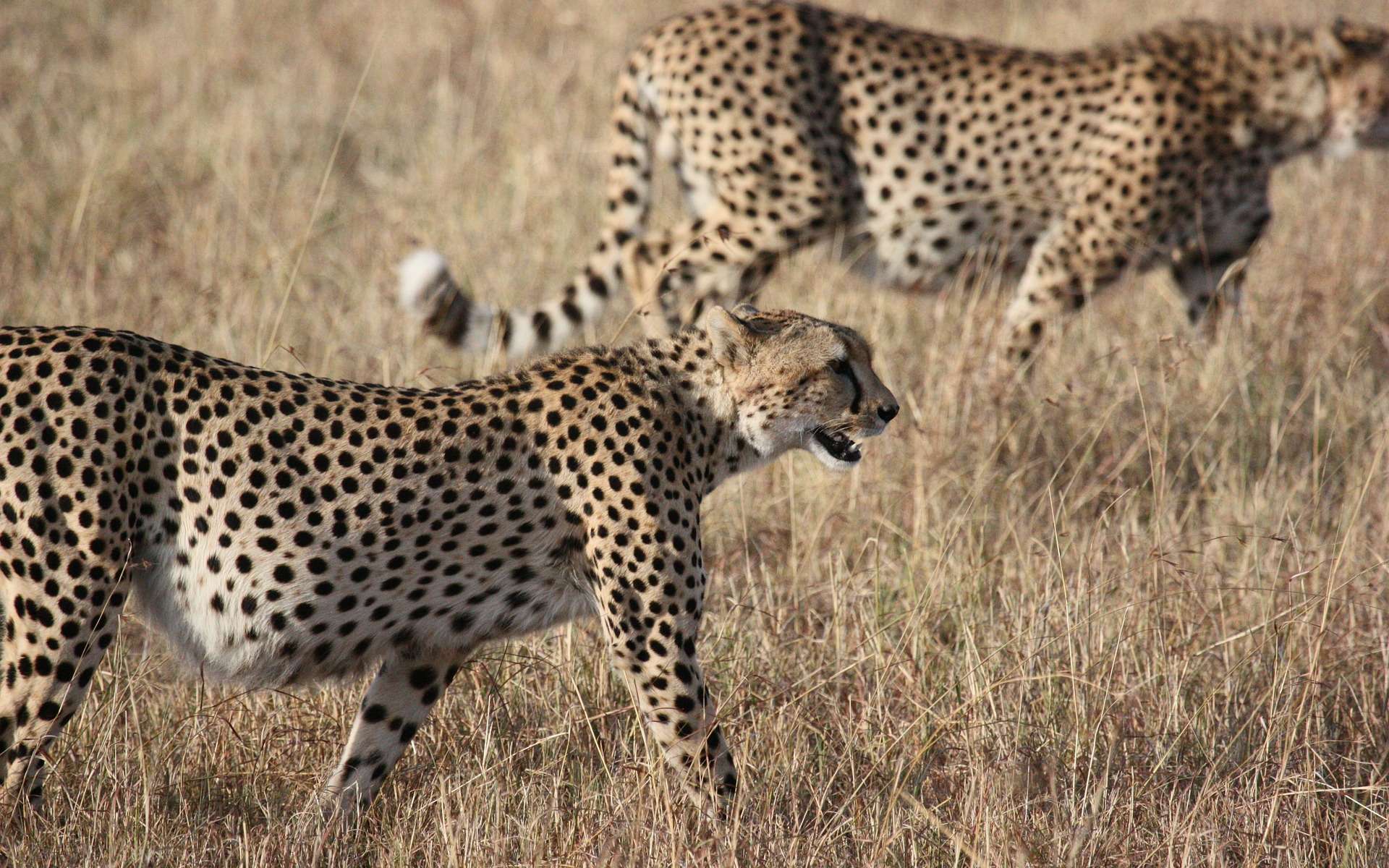 Le guépard est l'animal terrestre le plus rapide au monde. © zgmorris 13, Pixabay, DP
