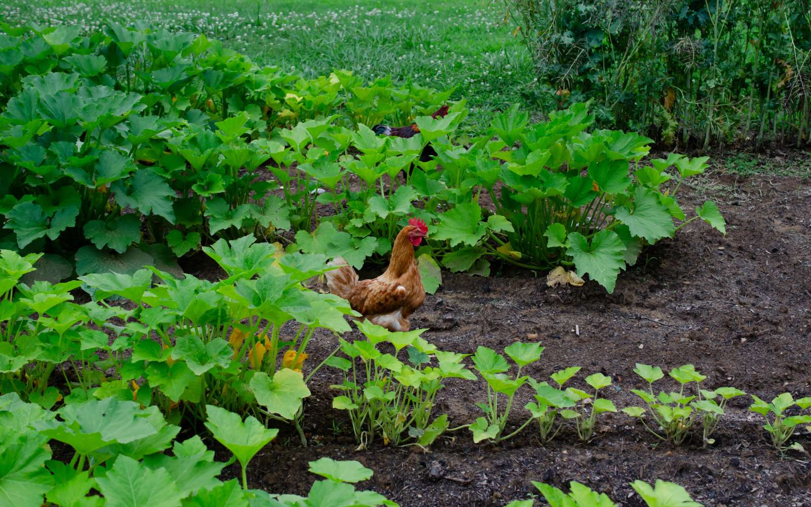 C'est terminé, vos poules n'attaqueront plus votre potager : voici comment faire