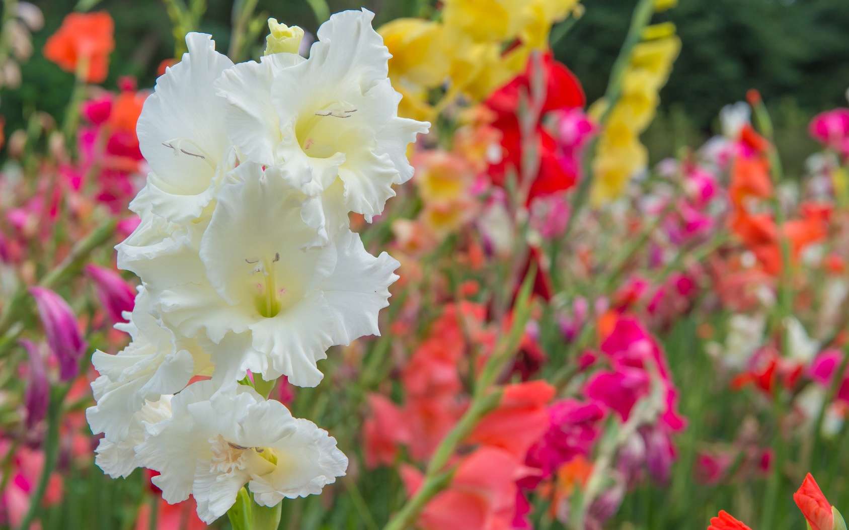 Les glaïeuls ont une hampe florale garnie d’une dizaine de fleurs en épi. © weerayut, Fotolia