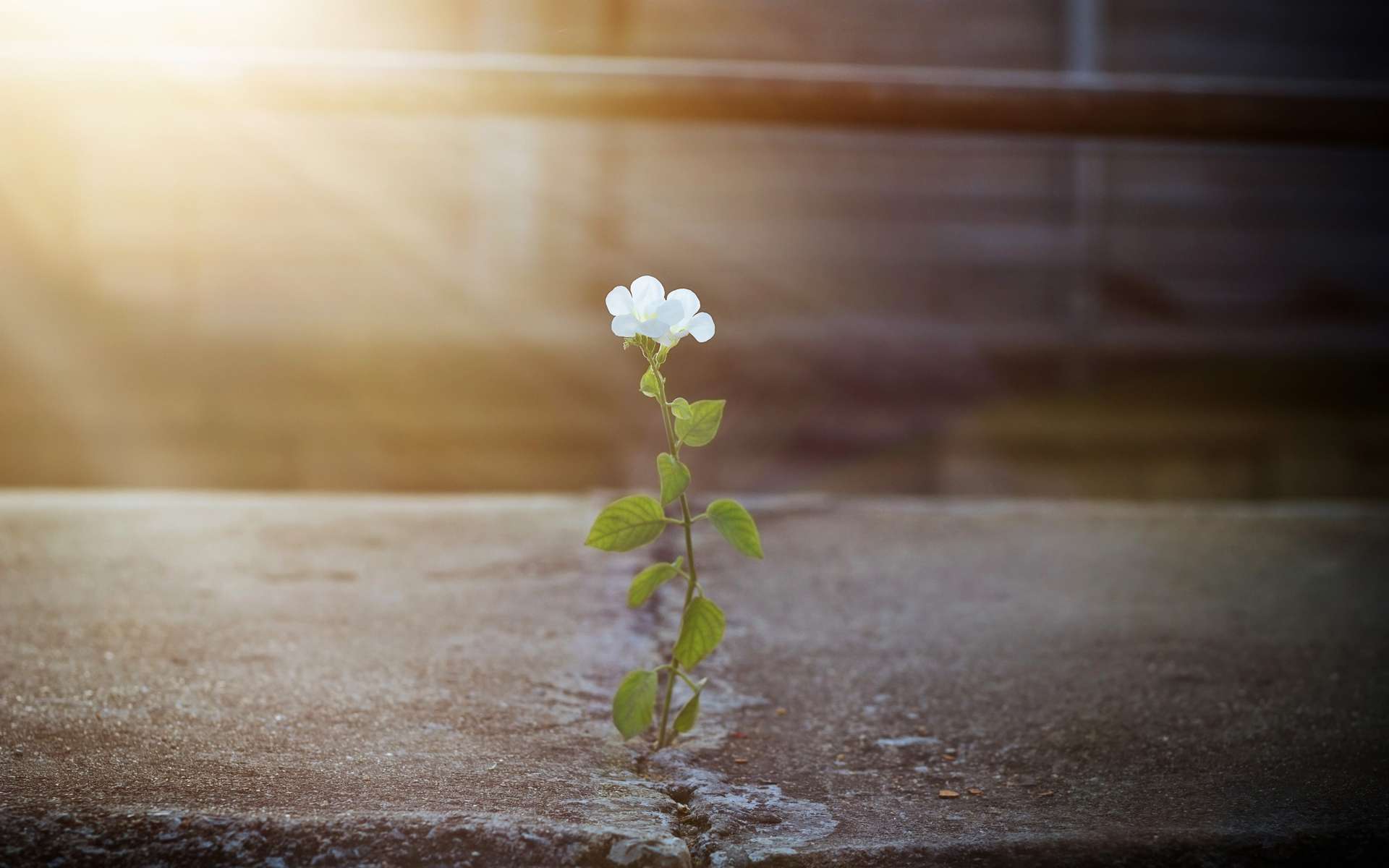 Science participative : pas besoin d'un jardin pour cette mission !