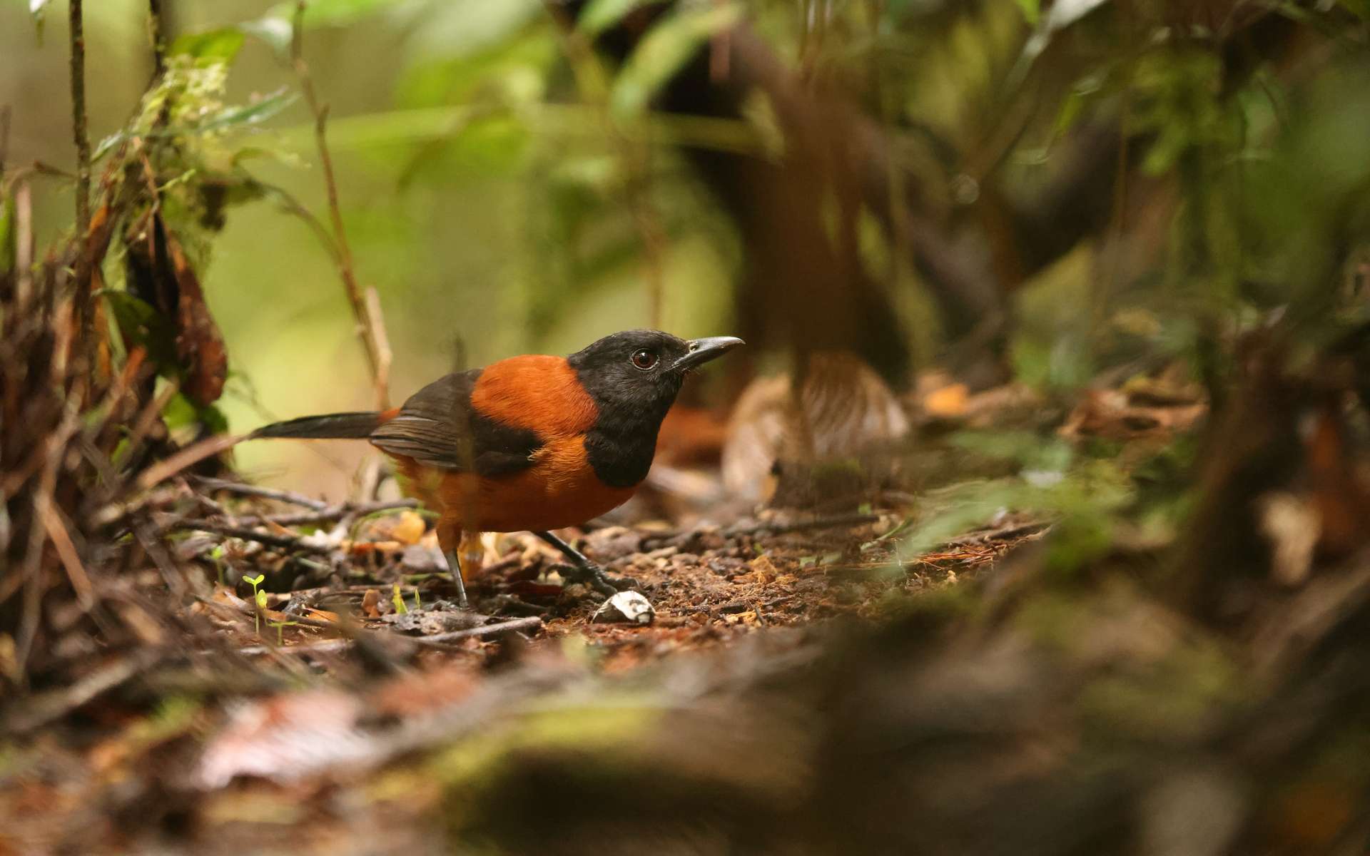 Si vous croisez cet oiseau, ne le touchez surtout pas !