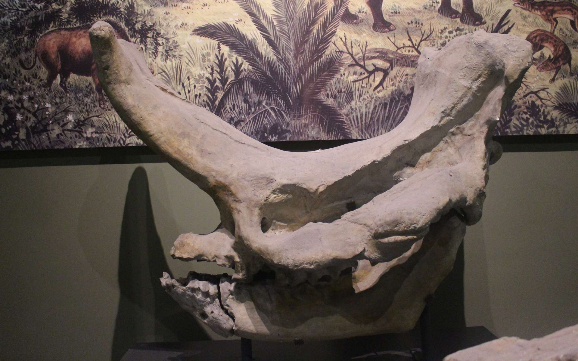 Crâne d'Embolotherium, l'un des mammifères d'origine asiatique ayant colonisé précocement l'Europe. © Jonathan Chen, Wikimedia Commons, CC by-sa 4.0