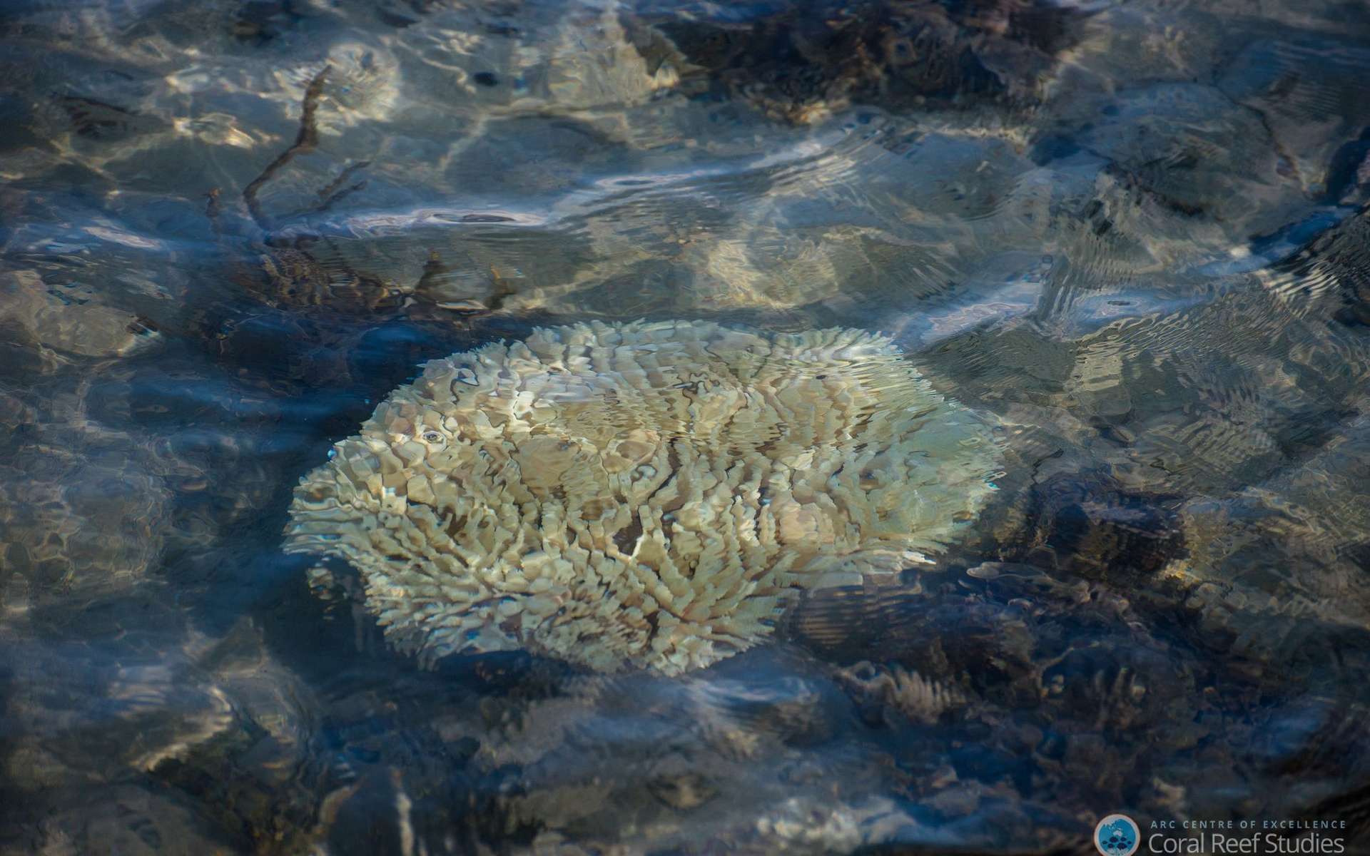 L'expédition Tara Pacific va parcourir 100.000 km et récoltera 40.000 échantillons lors d'une étude à l'échelle de l'océan Pacifique. Le but est de comprendre la biodiversité des récifs mais aussi les résistances et les faiblesses du corail, de plus en plus touché par le « blanchissement », quand le polype expulse son algue symbiotique. © Terry Hughes, ARC Centre of Excellence for Coral Reef Studies