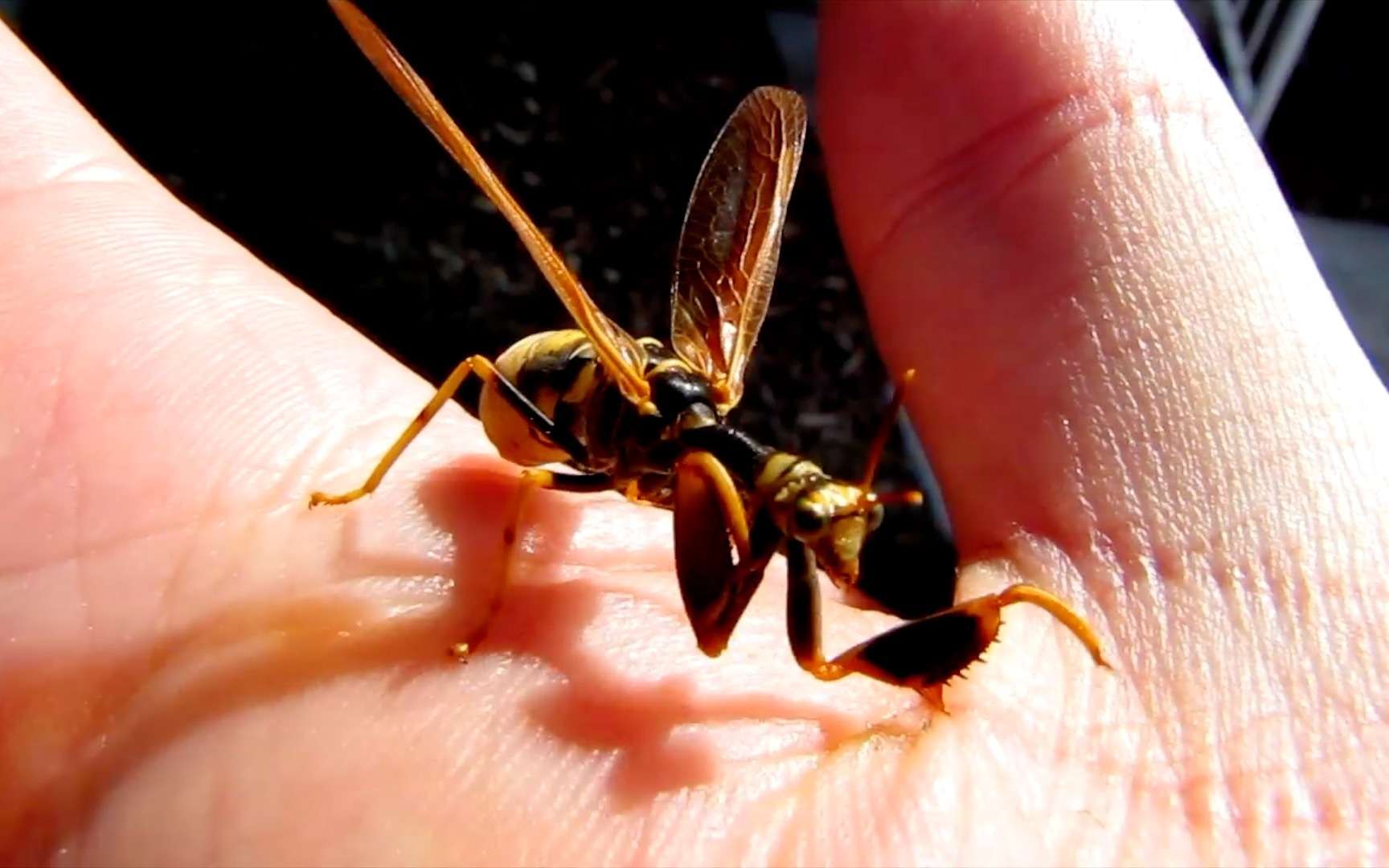 Étrangeté du vivant : mi-guêpe, mi-mante religieuse, découvrez un insecte hors du commun