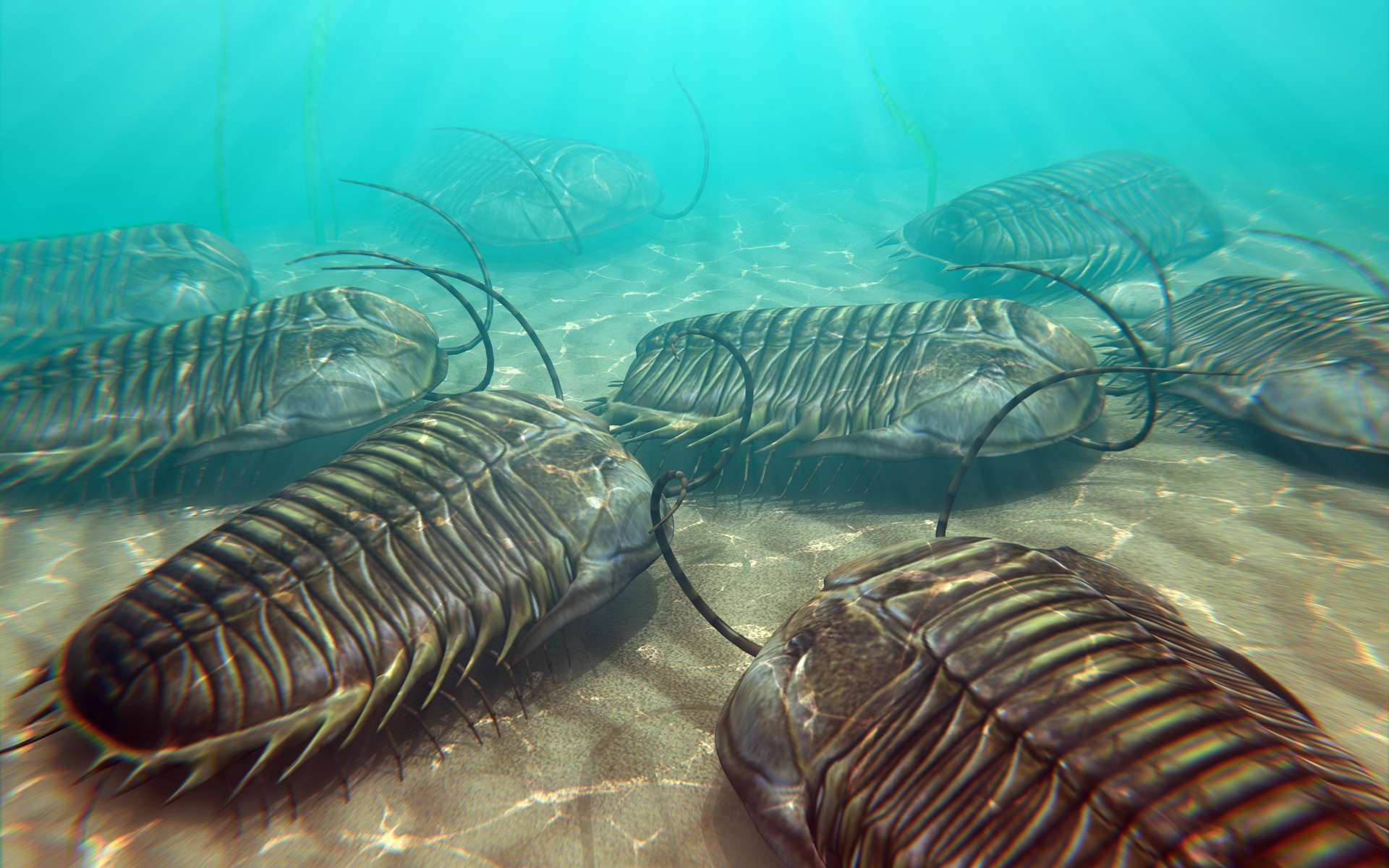 Les étonnants yeux composés des trilobites