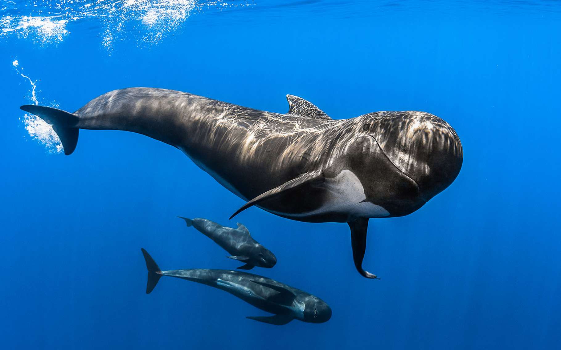 Le globicéphale (Globicephala) est un cétacé de la famille des dauphins océaniques, ici surpris dans le sanctuaire Pelagos, un sanctuaire pour mammifères marins de plus de 85.000 m2 en Méditerranée.Les globicéphales sont des animaux très sociables qui vivent en grands groupes. Ils n’hésitent pas à s’approcher et à interagir avec les bateaux qui malheureusement causent leur perte du côté des îles Féroé (Danemark). Là, ils sont massacrés pour des raisons traditionnelles appelées « Grindadrap ». C’est ainsi que les locaux nomment le rabattage et le massacre de familles entières de cétacés. Une tradition barbare soutenue officiellement par le gouvernement danois et trop souvent passée sous silence par les médias et dirigeants européens. © Greg Lecoeur, Tous droits réservés