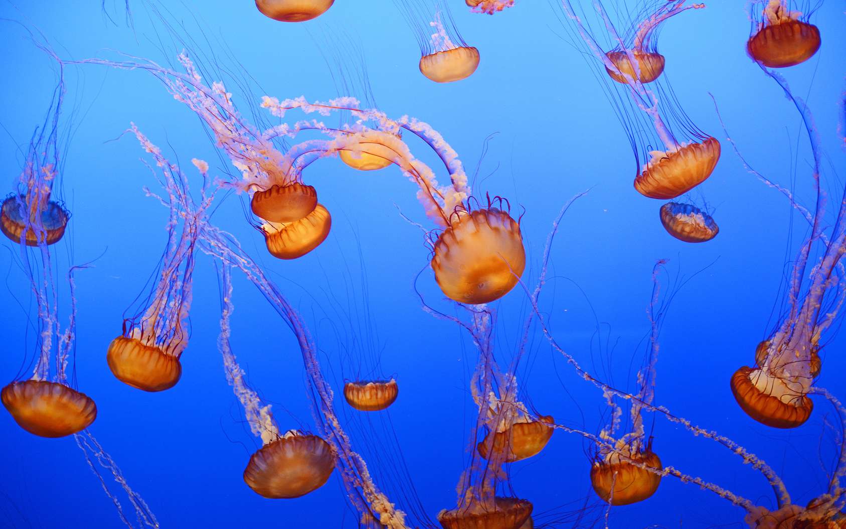 Le bal gracieux des méduses à l'aquarium de Monterey Bay. © portibal, Fotolia