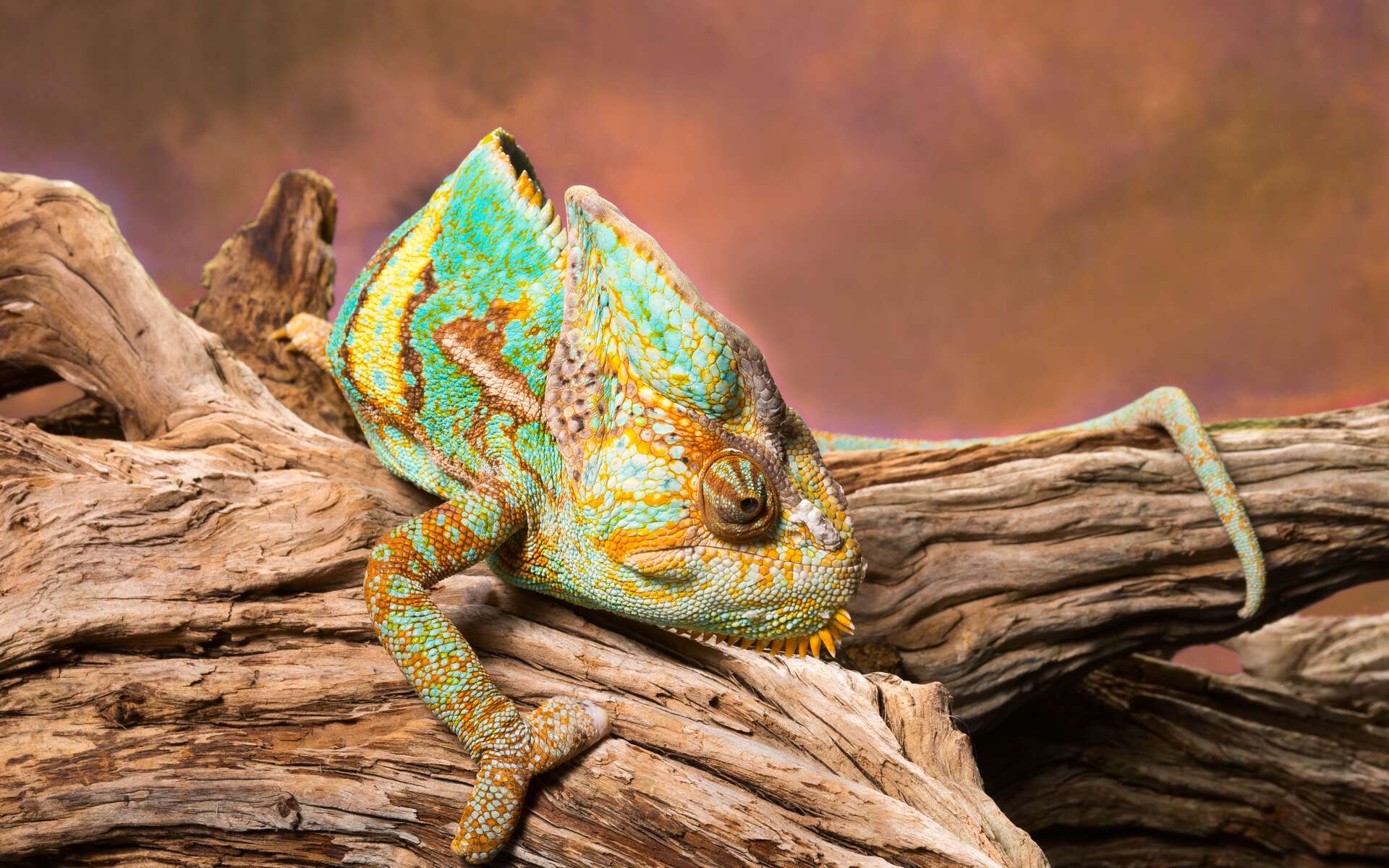 Images exceptionnelles d'une caméléon qui s'illumine de toutes les couleurs avant de s'éteindre
