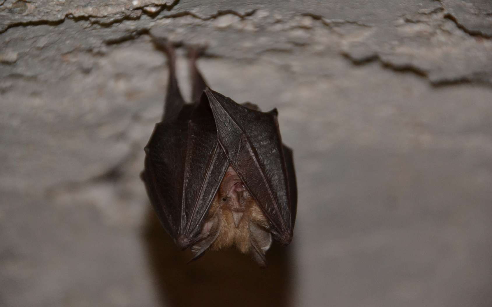 Les chauves-souris ne seraient pas à l'origine du SARS-CoV-2 selon une étude israélienne