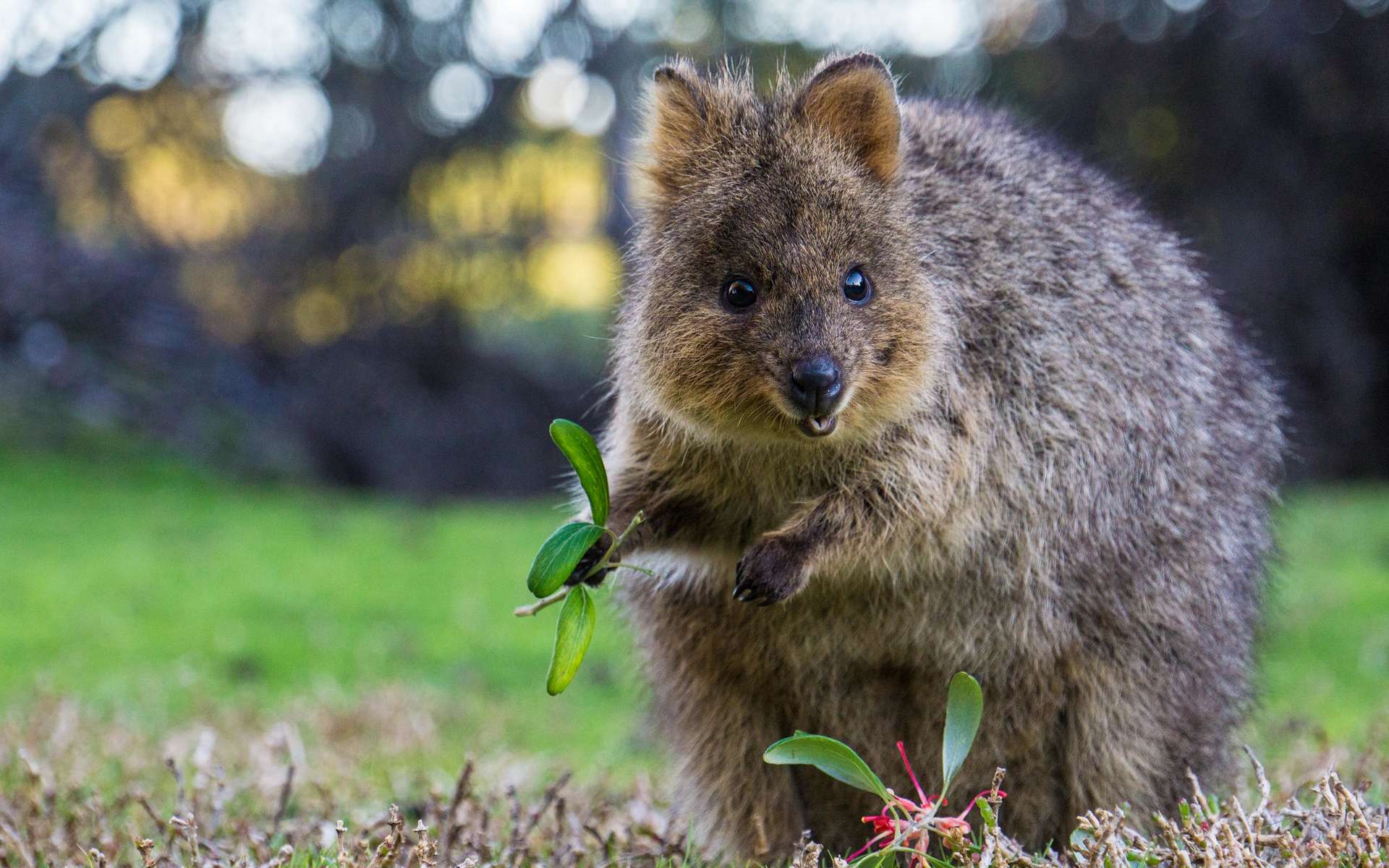 Quokka Animal Pictures