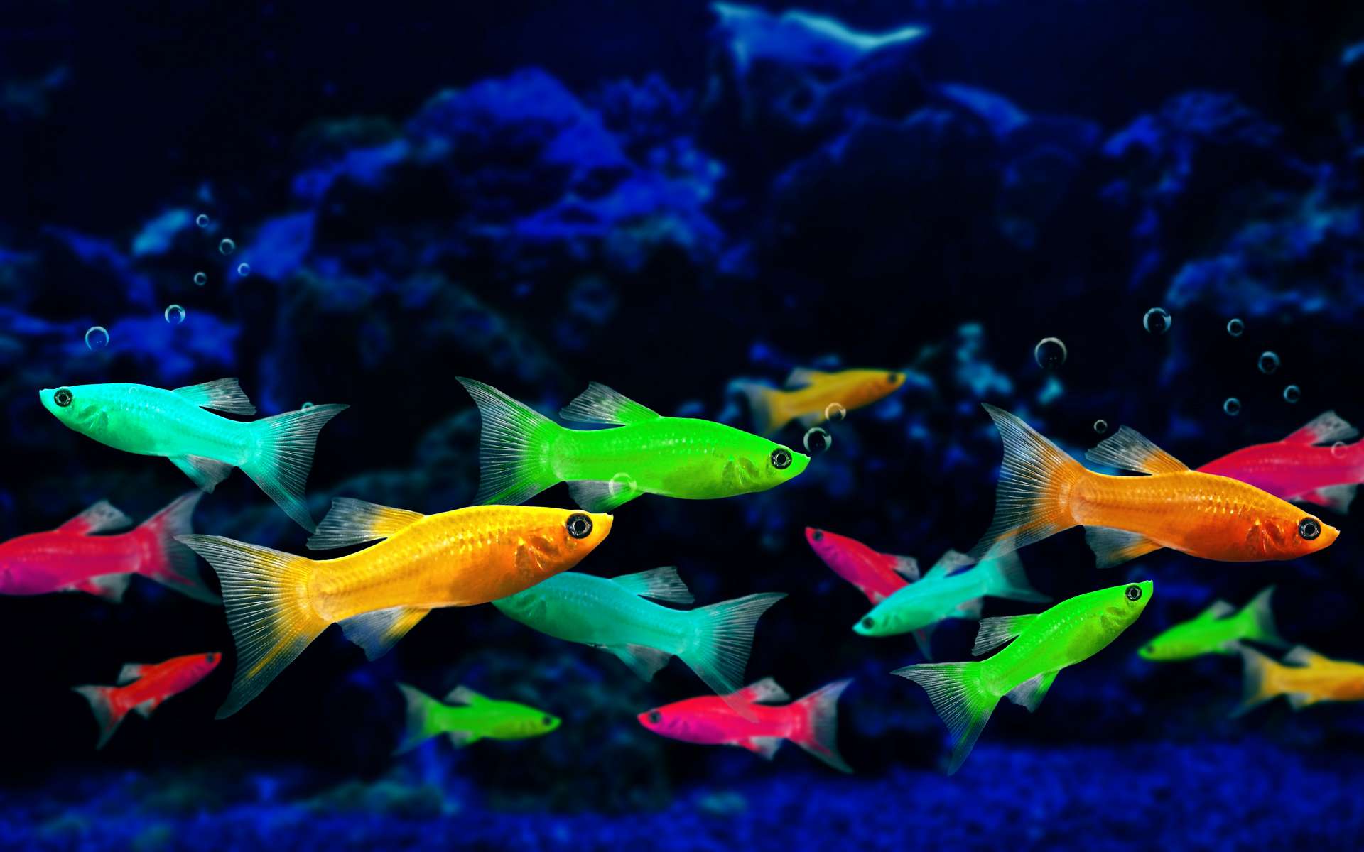 Des poissons fluorescents pour détecter rapidement la toxicité d'un produit