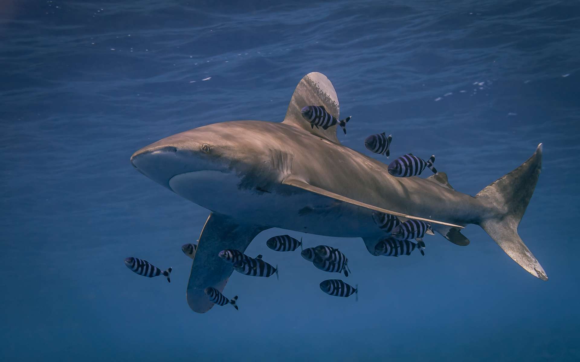 Les grands prédateurs comme les requins ont plus de mal à s'adapter au réchauffement climatique que les petites espèces. © Stephan, Adobe Stock