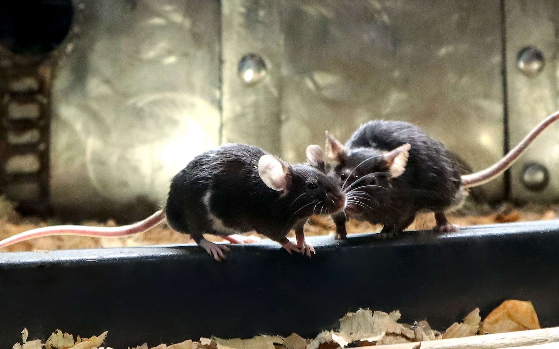 Les scientifiques n'en reviennent pas de ce qu'ils ont vu : une souris tente de réanimer une copine inconsciente