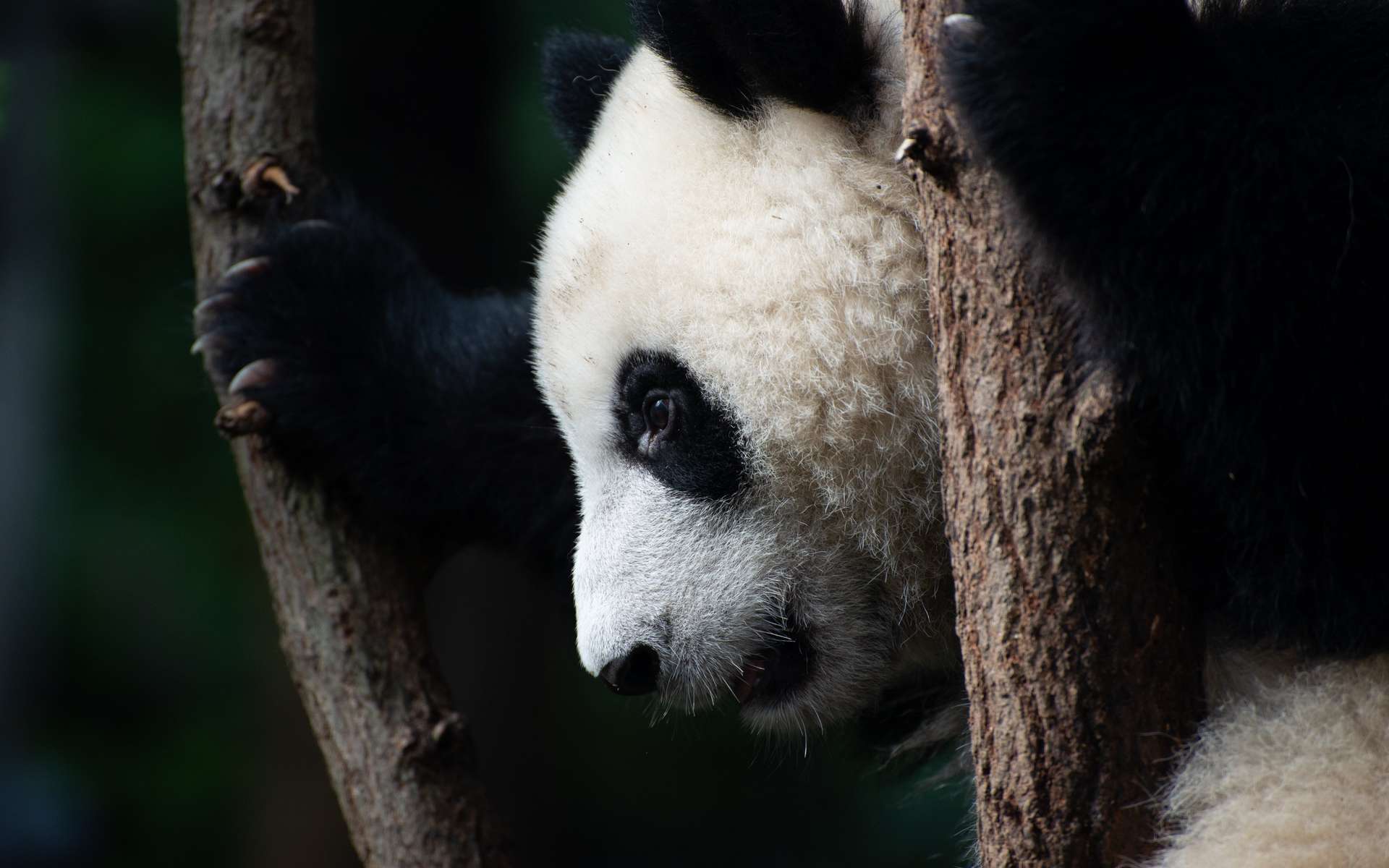 A-t-on protégé le panda géant au détriment d'un écosystème ?