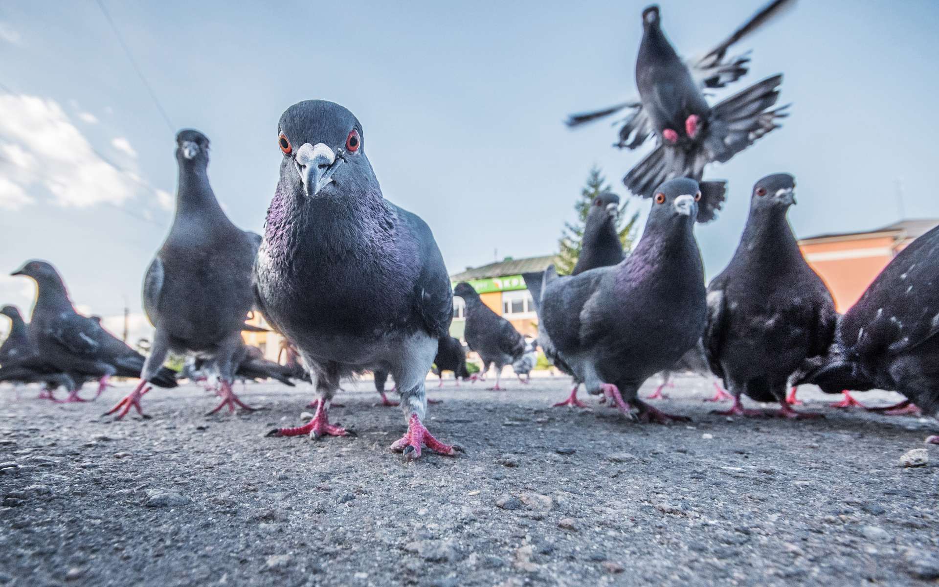Les pigeons perdent régulièrement leurs doigts et pattes à cause des activités humaines : pollution et... coiffeurs ! © Rostyle, Adobe Stock