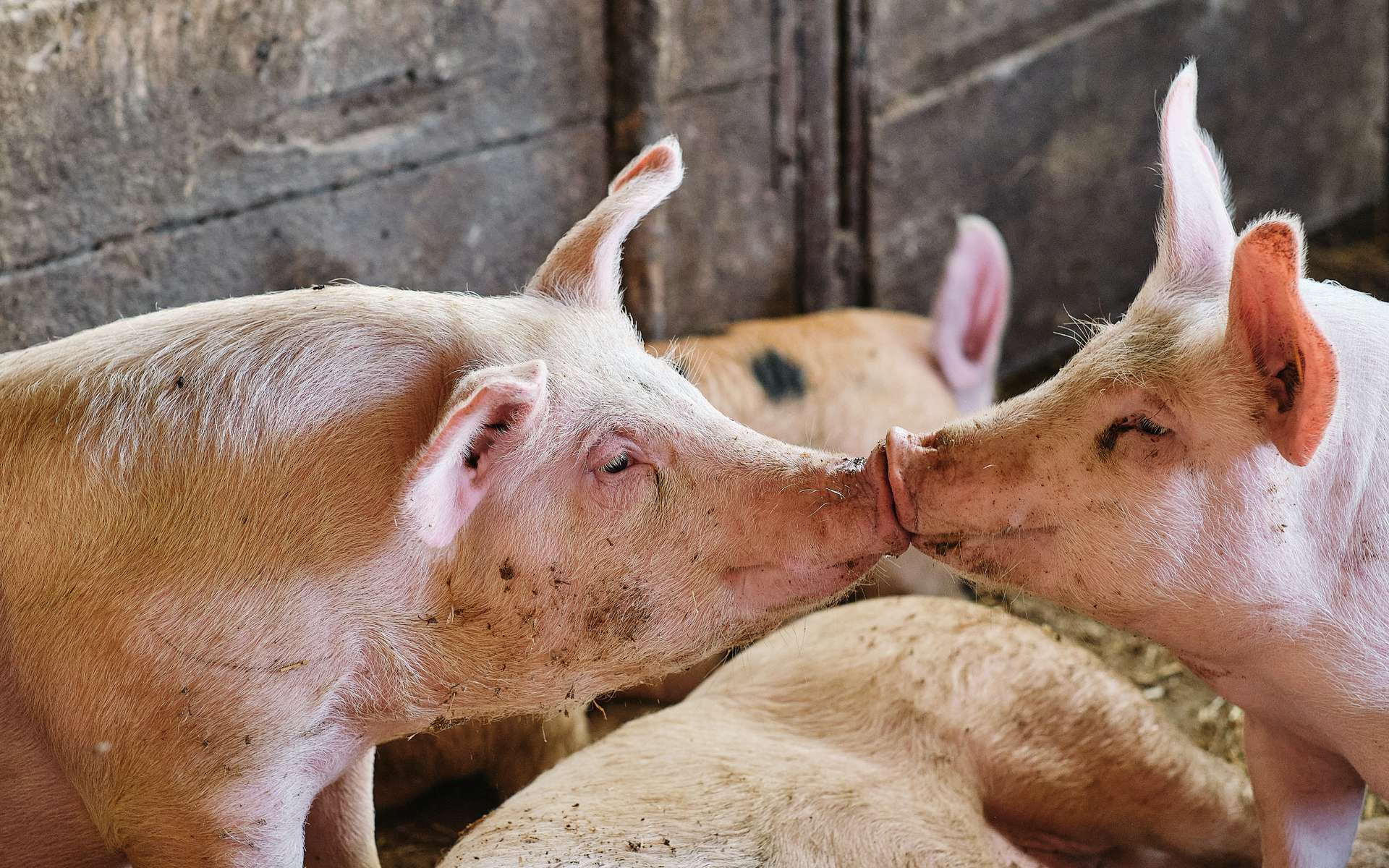 Ce que l'intelligence artificielle a découvert dans les « paroles » des cochons pourrait tout changer pour eux