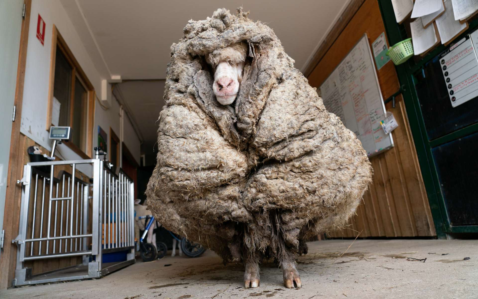 Un mouton errant retrouvé avec 35 kg de laine sur le dos