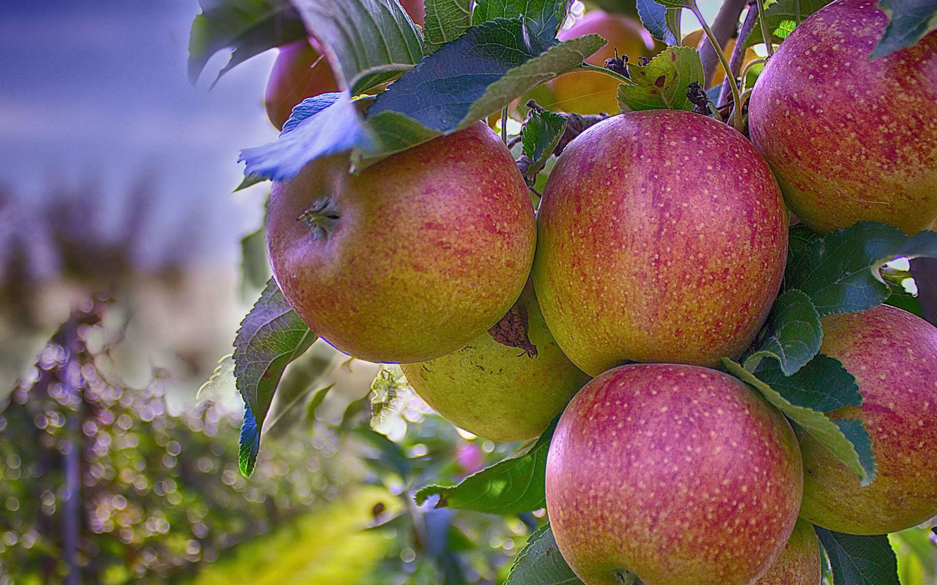 Les belles pommes de saison  2bd5eb36fe_111244_apples-490475