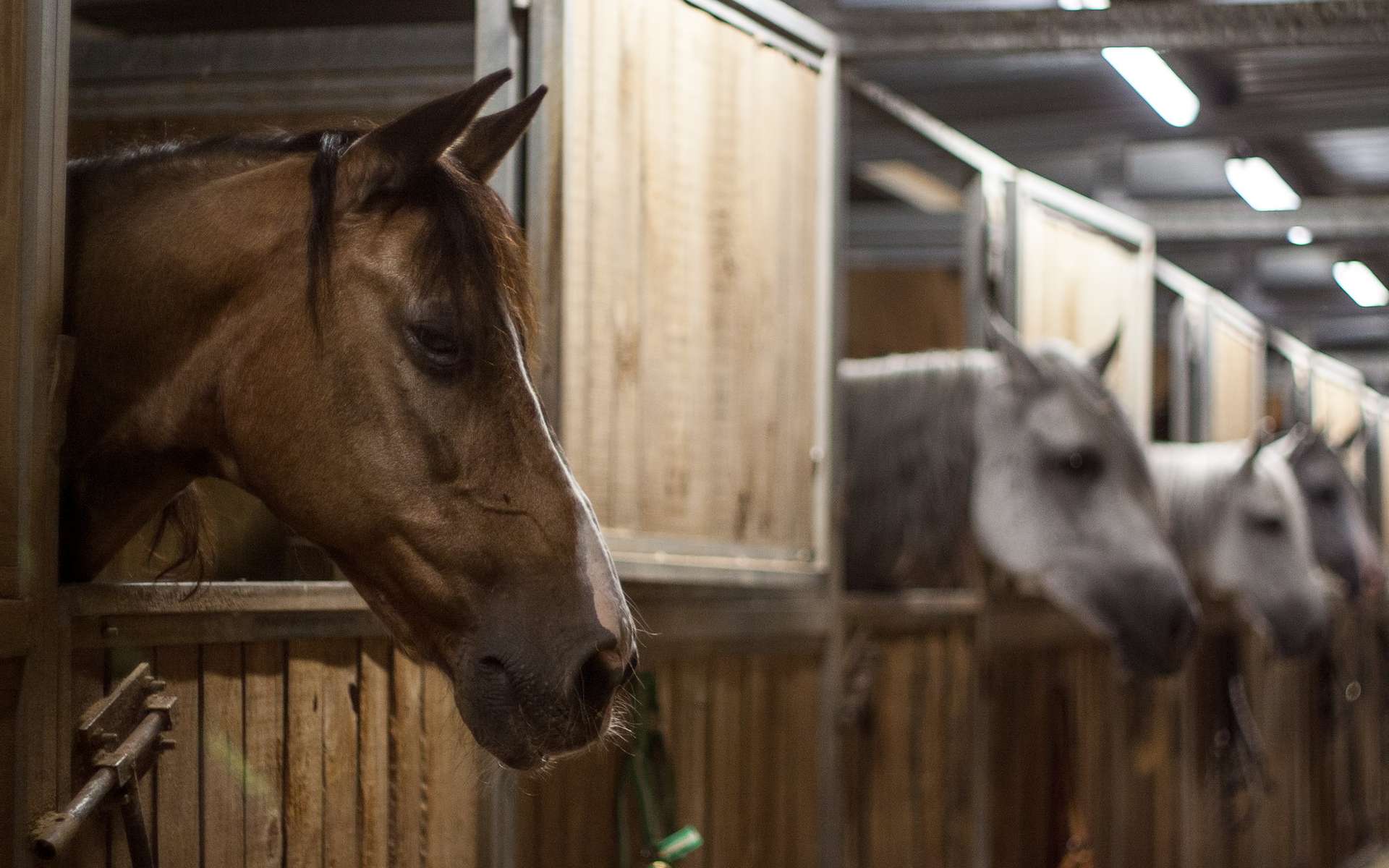 Les chevaux menacés par « la pire pandémie en Europe depuis des décennies »