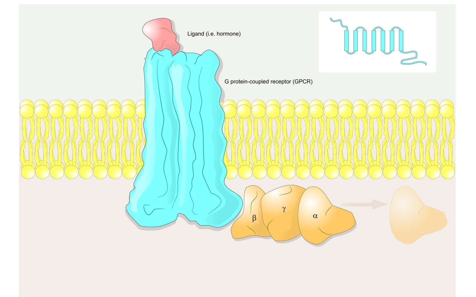 La protéine G trimérique est couplée à un récepteur membranaire. © ellepigrafica, Fotolia