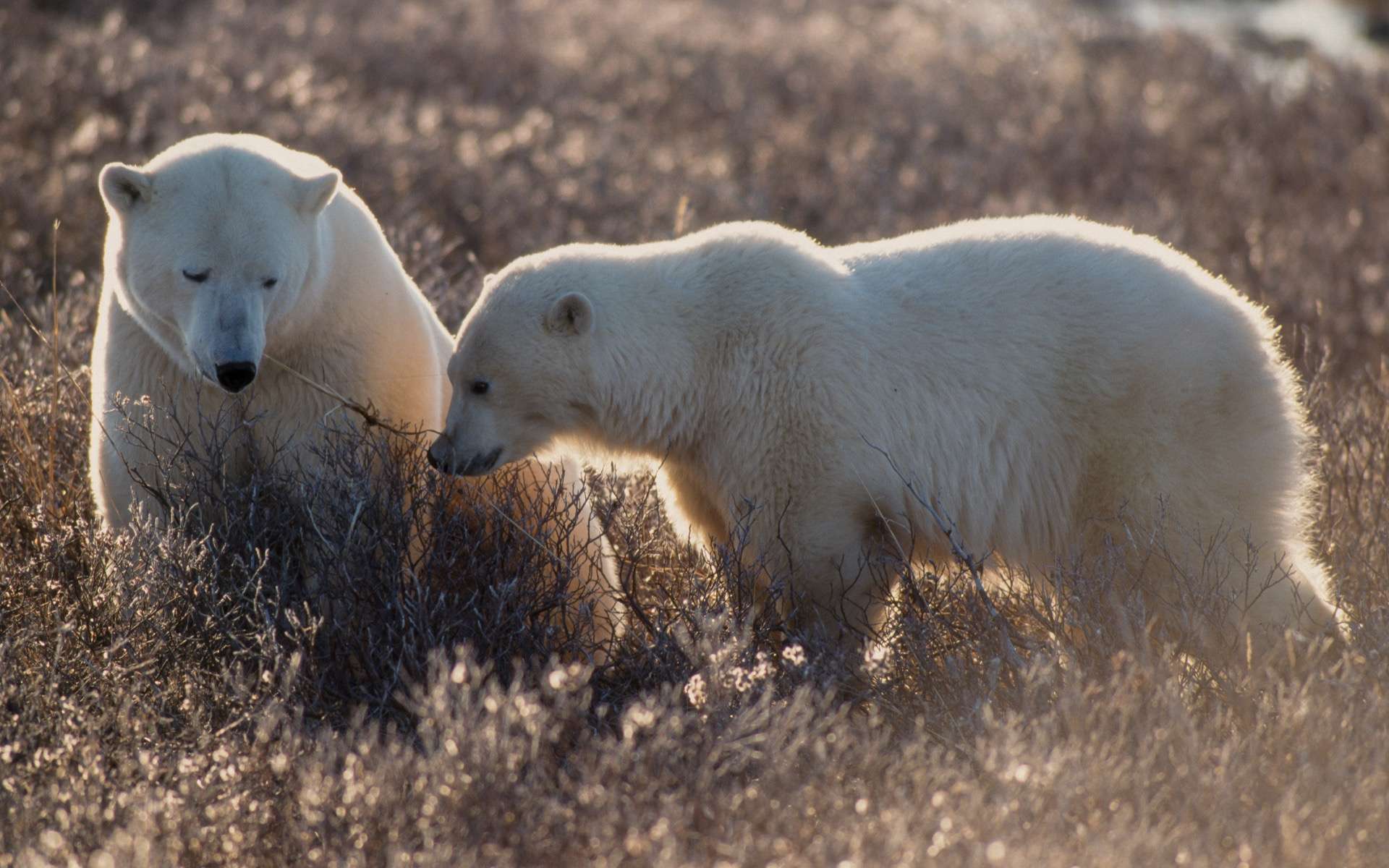 Tout a changé pour l'ours polaire et le béluga : « tous les écosystèmes sont touchés » par le réchauffement climatique