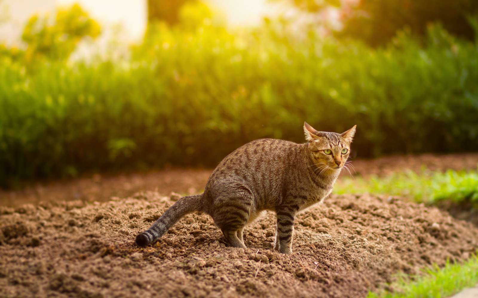 Ces deux fruits vont stopper les chats avant qu'ils ne transforment votre jardin en litière