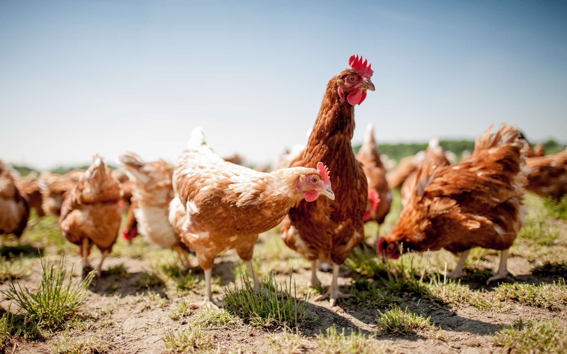 L'étonnante histoire de la domestication du poulet