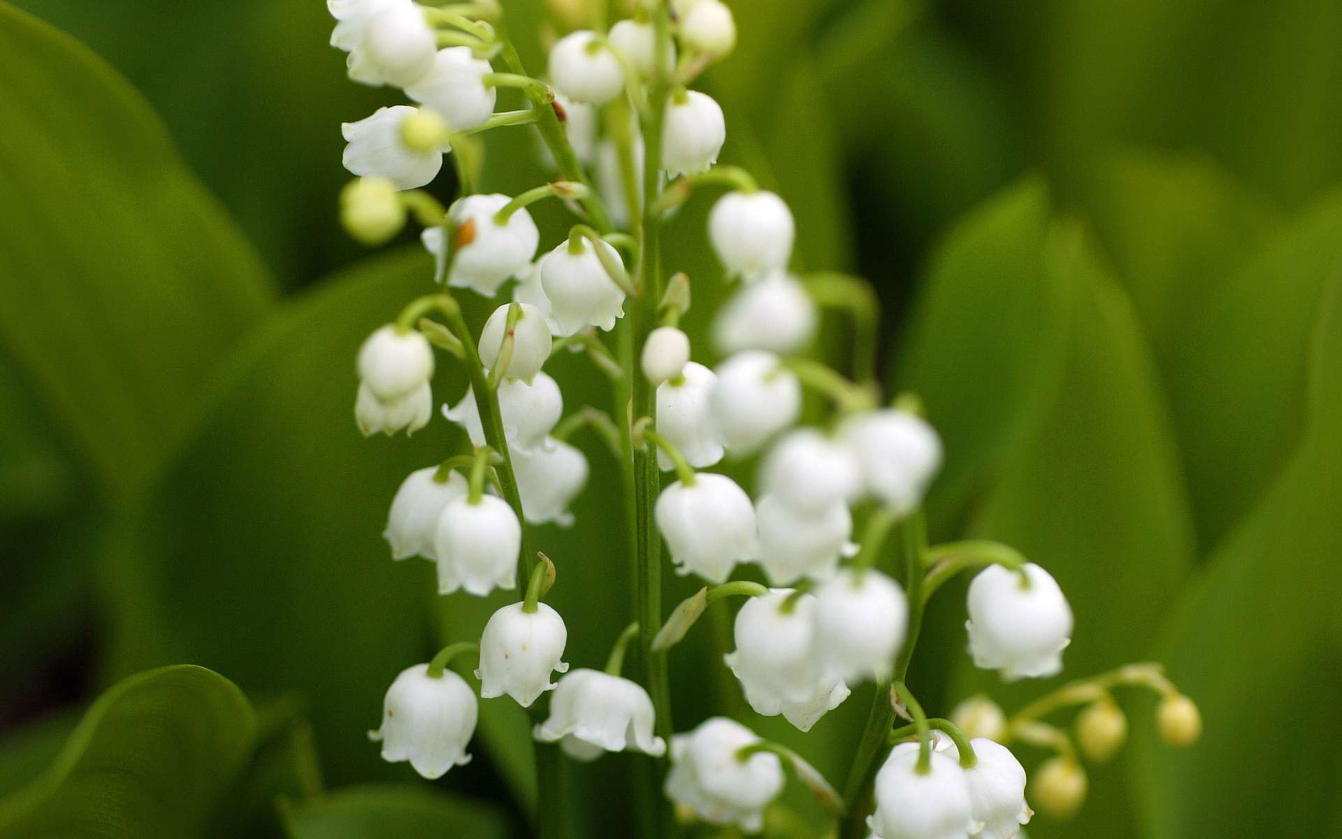 Définition Muguet Futura Santé
