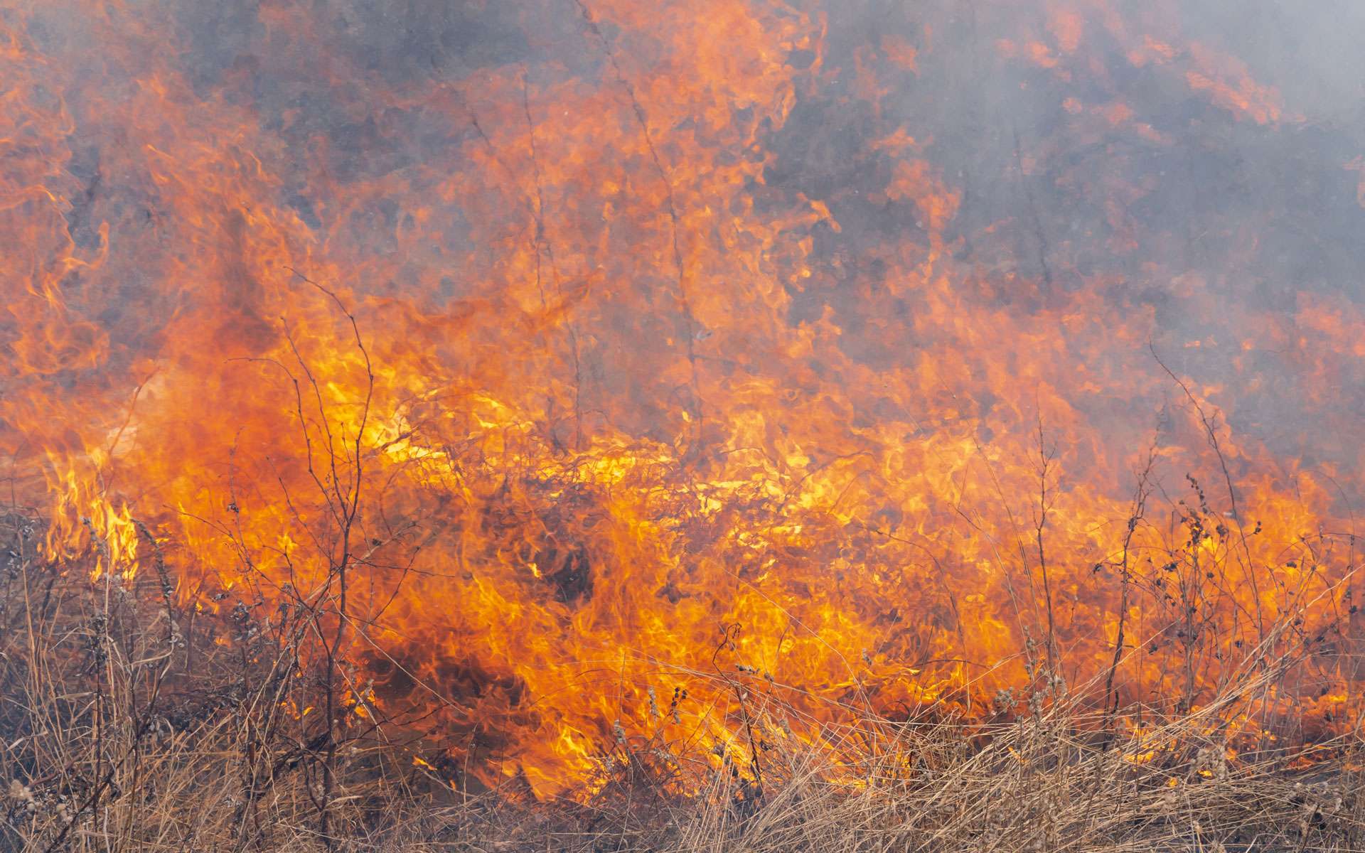 Les conséquences des incendies en Amazonie sont dramatiques © Kamchatka, Envato elements