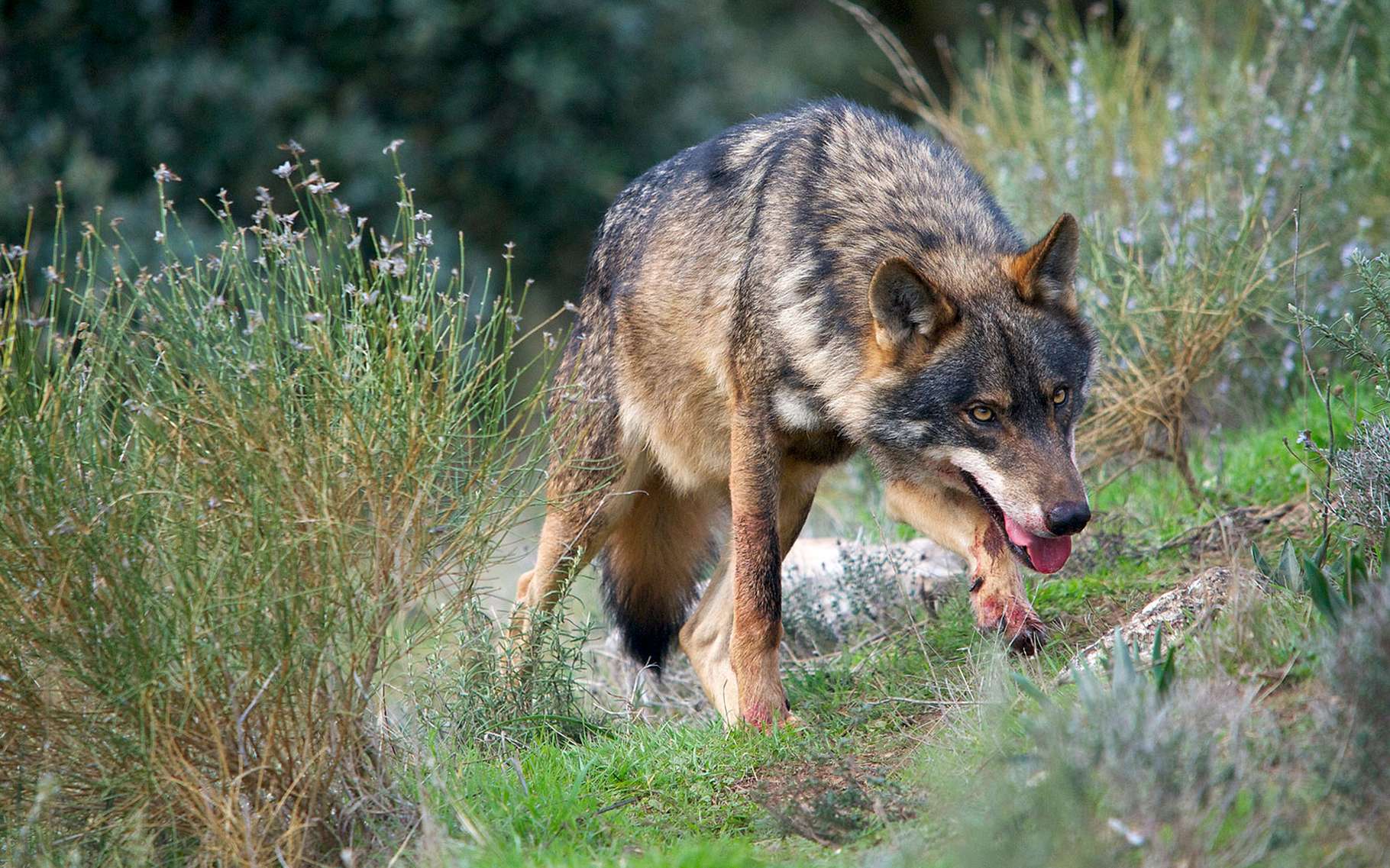 Les Loups Du Millénaire Les conditions de retour du loup | Dossier