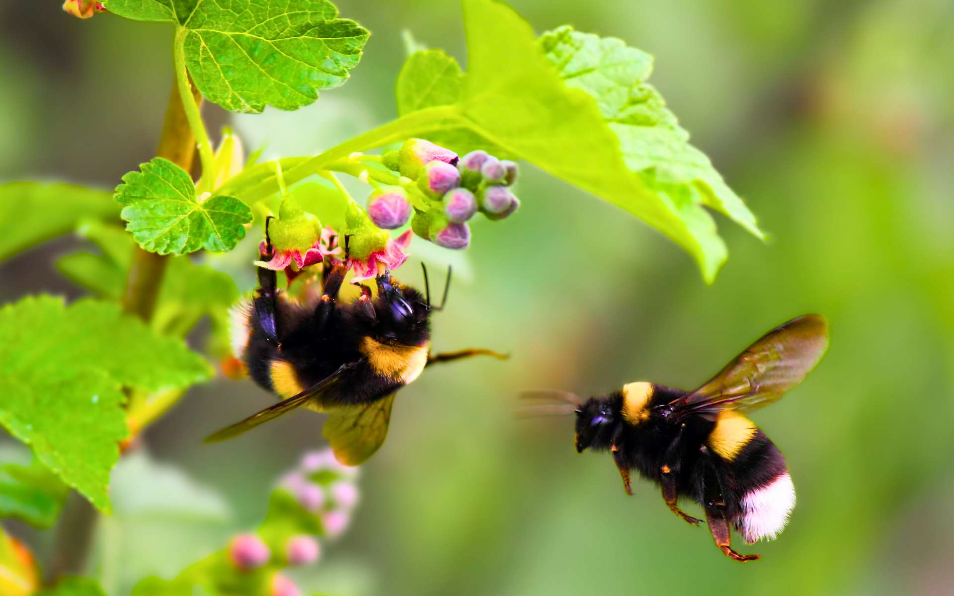 Le faux bourdon : une abeille qui ne pique pas, qui ne butine pas ; mais  alors à quoi sert cet insecte ?